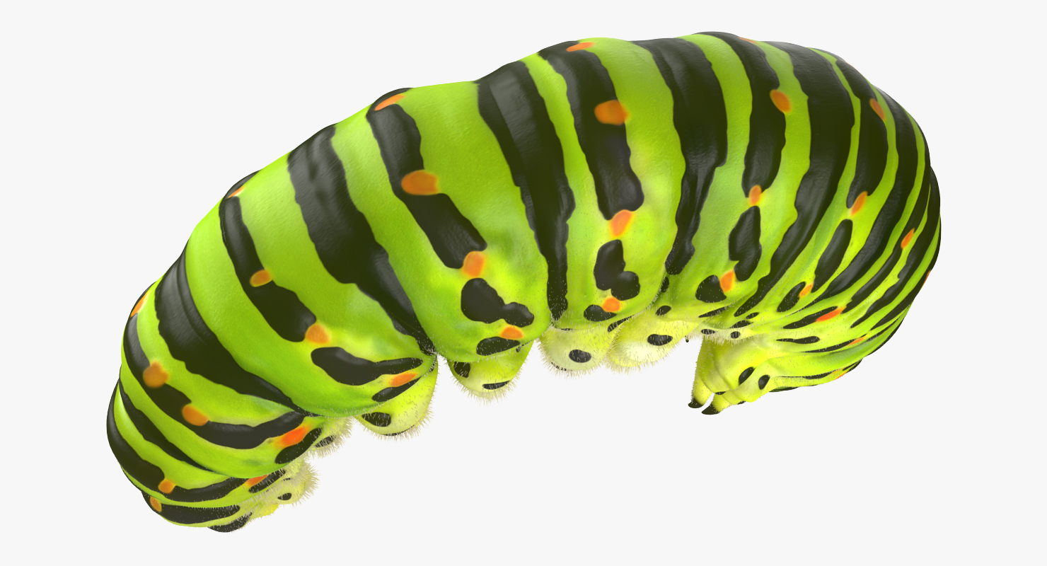 Caterpillar Rigged with Fur 3D