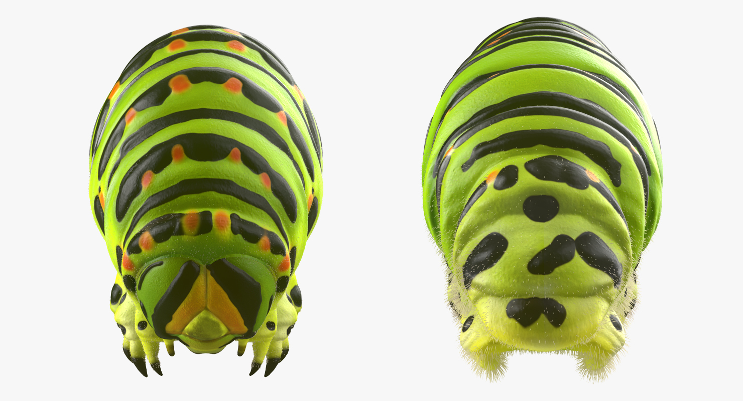 Caterpillar Rigged with Fur 3D