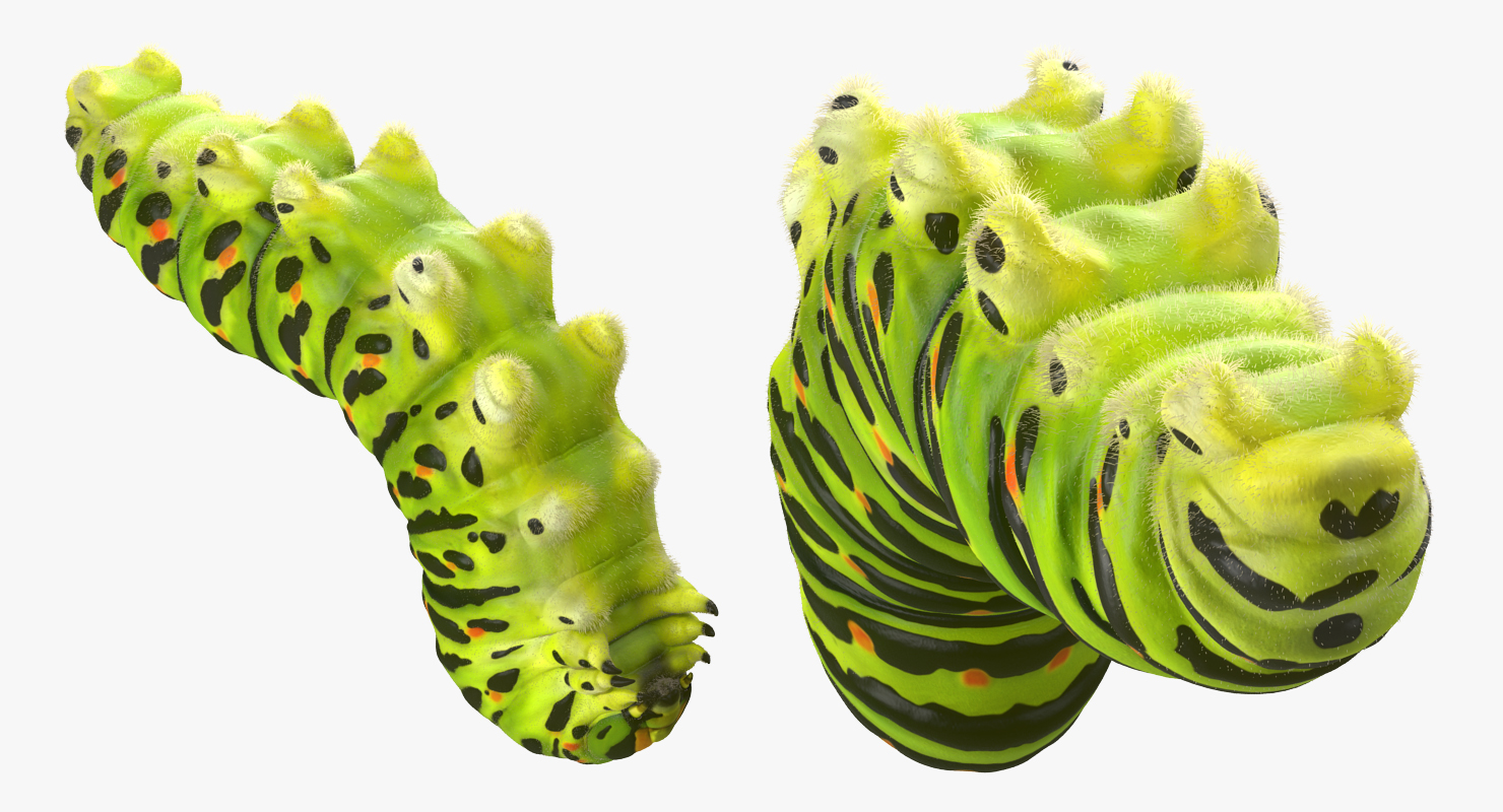Caterpillar Rigged with Fur 3D