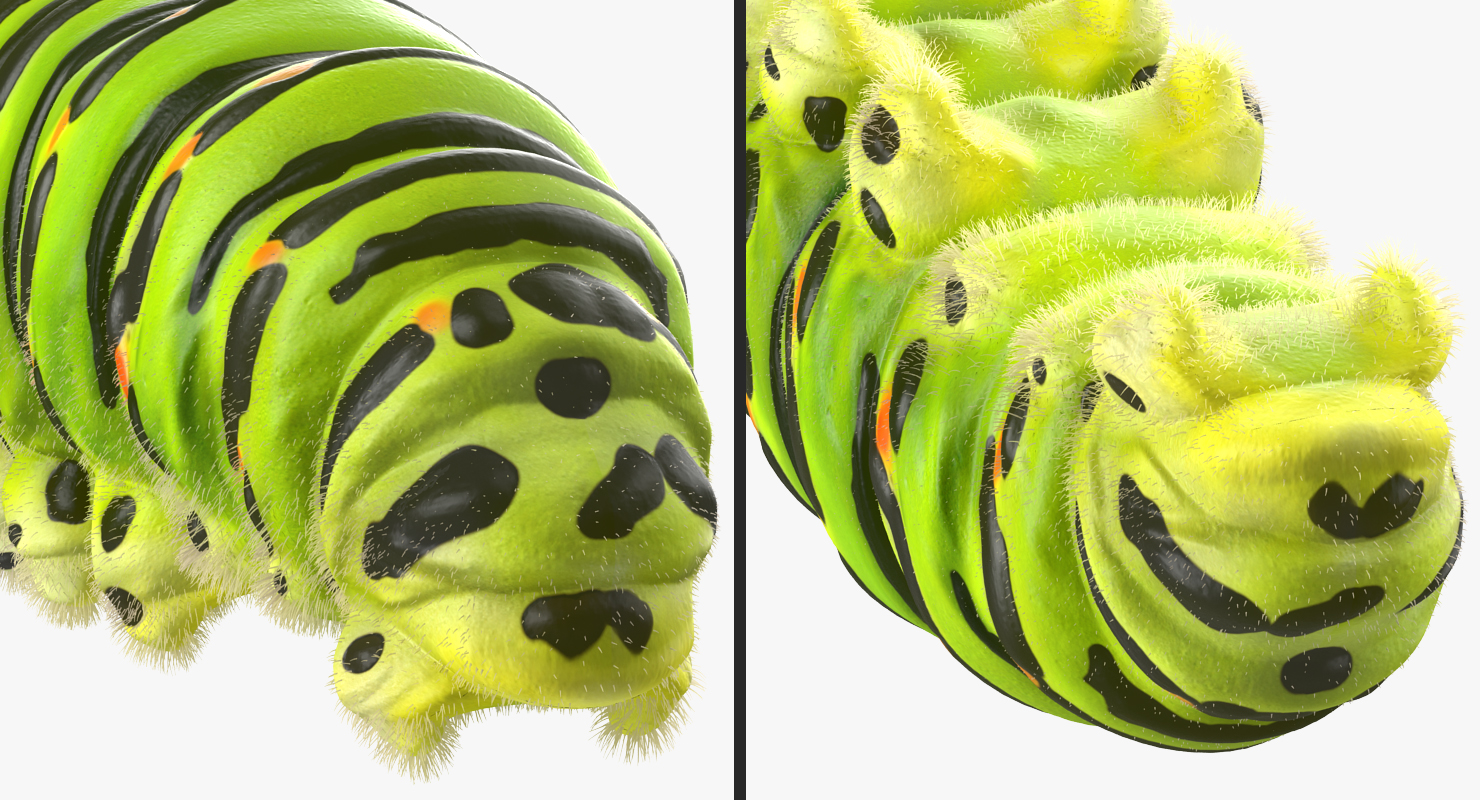 Caterpillar Rigged with Fur 3D
