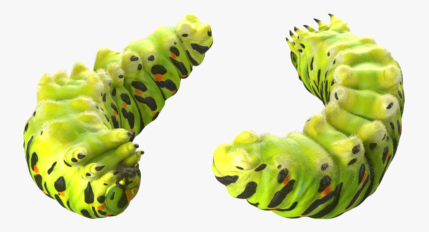 Caterpillar Rigged with Fur 3D