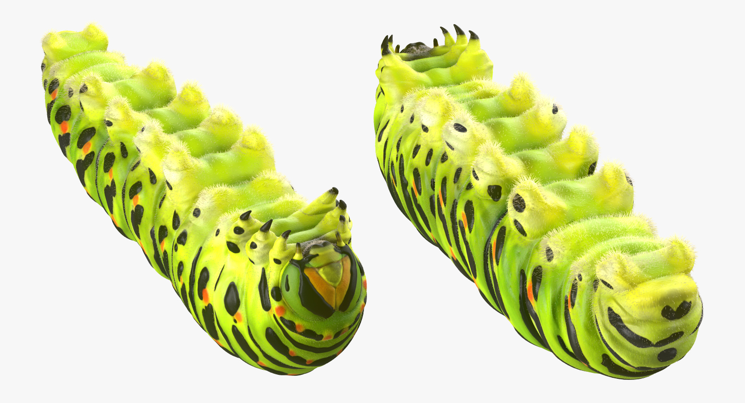 Caterpillar Rigged with Fur 3D