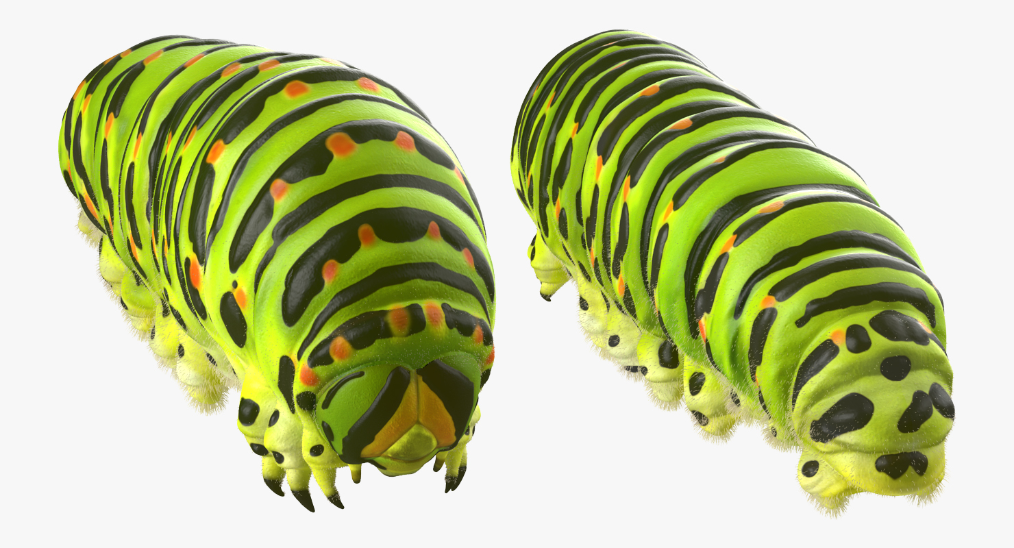 Caterpillar Rigged with Fur 3D