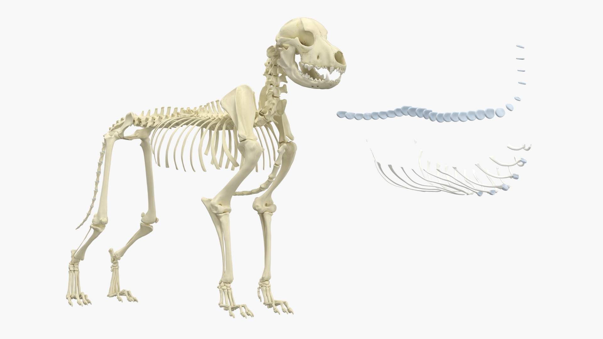Canine Muscular and Skeletal Anatomy Structure, view 8