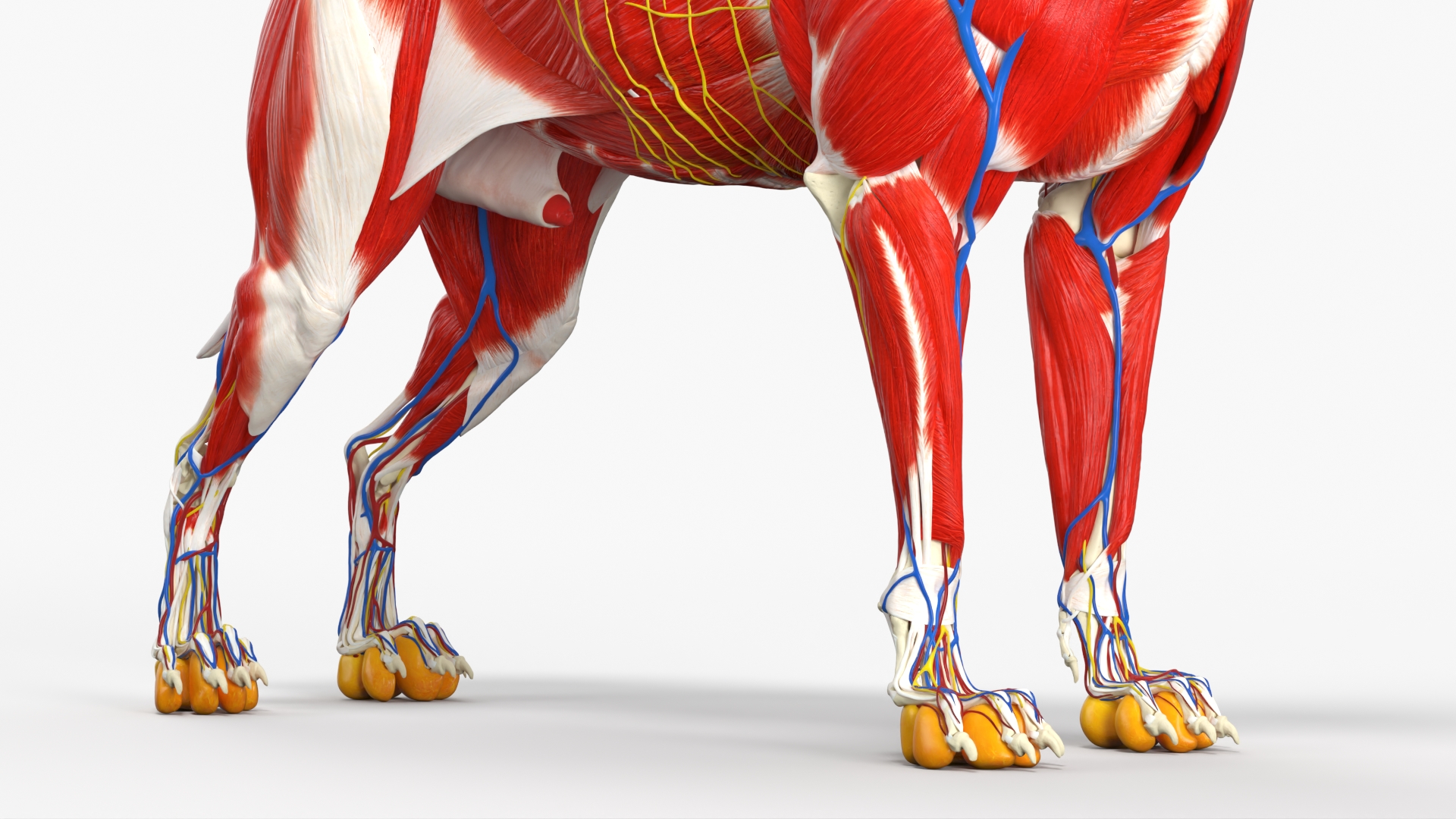 Canine Muscular and Skeletal Anatomy Structure, view 4