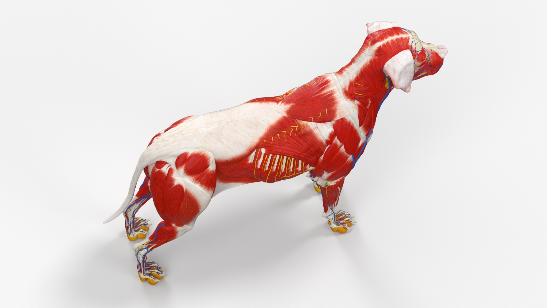 Canine Muscular and Skeletal Anatomy Structure, view 5