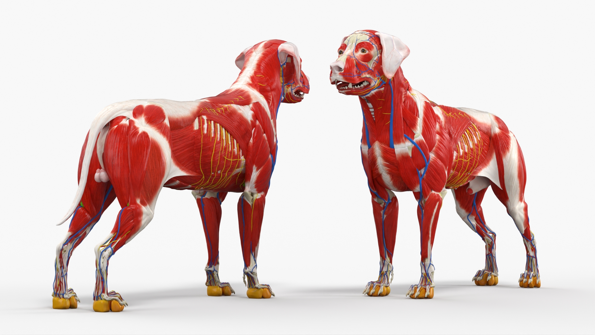 Canine Muscular and Skeletal Anatomy Structure