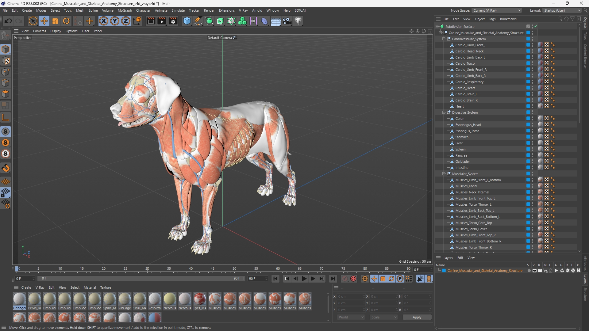 Canine Muscular and Skeletal Anatomy Structure, view 11