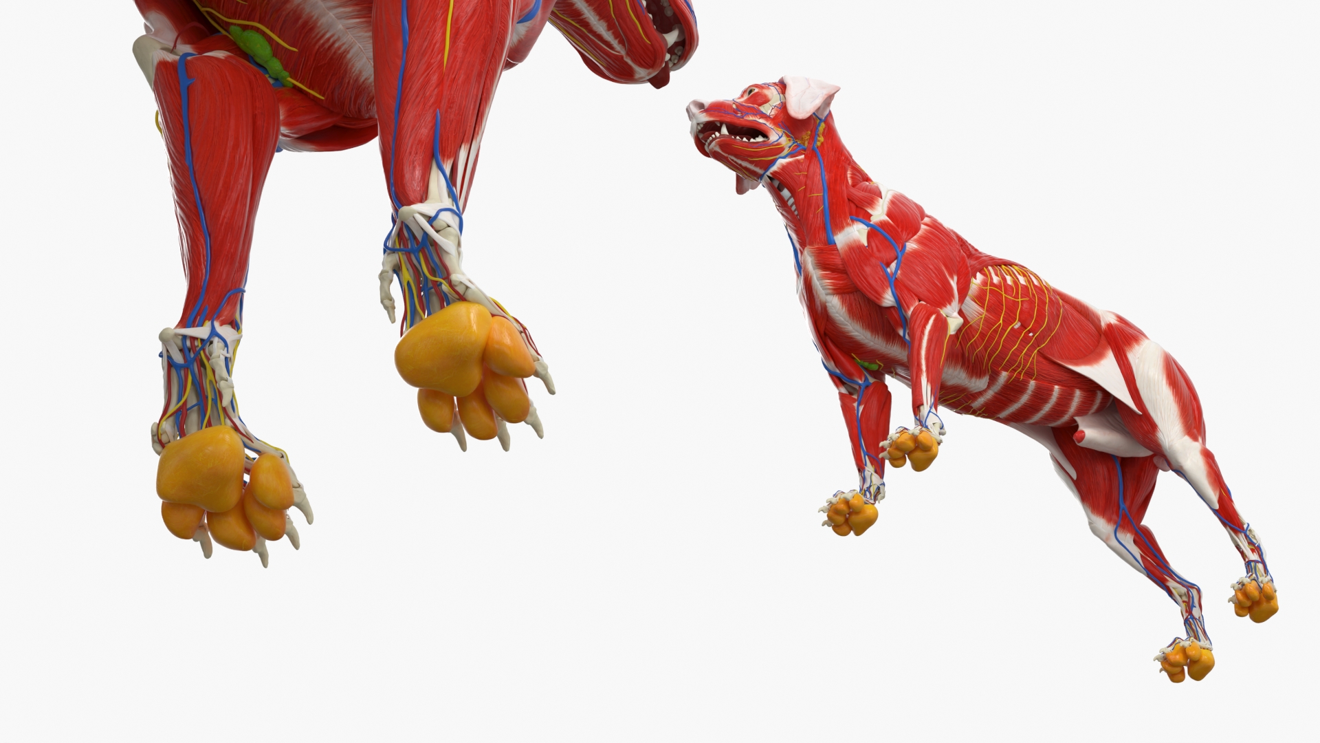 Canine Muscular and Skeletal Anatomy Structure, view 6