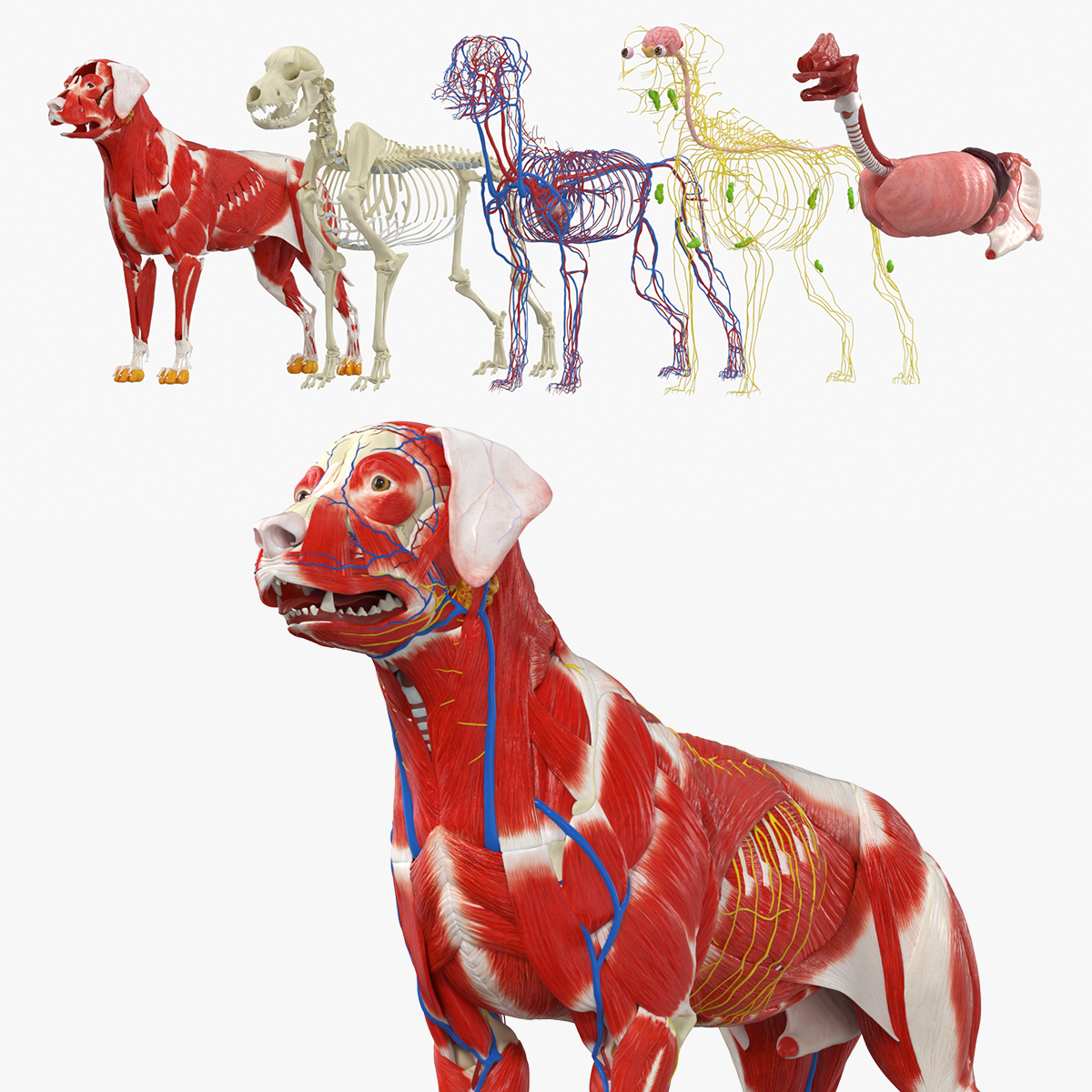 Canine Muscular and Skeletal Anatomy Structure