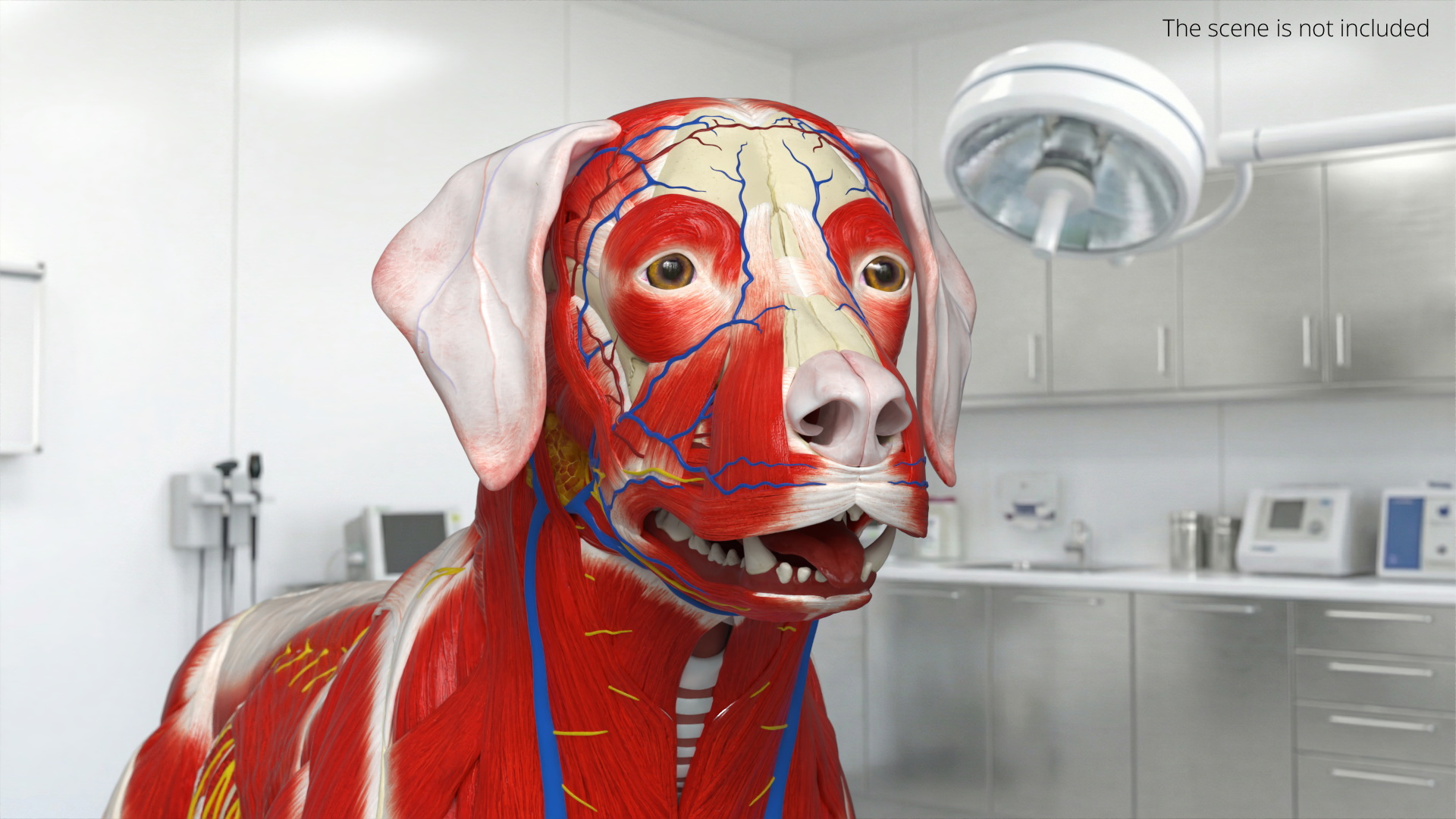 Canine Muscular and Skeletal Anatomy Structure, view 3