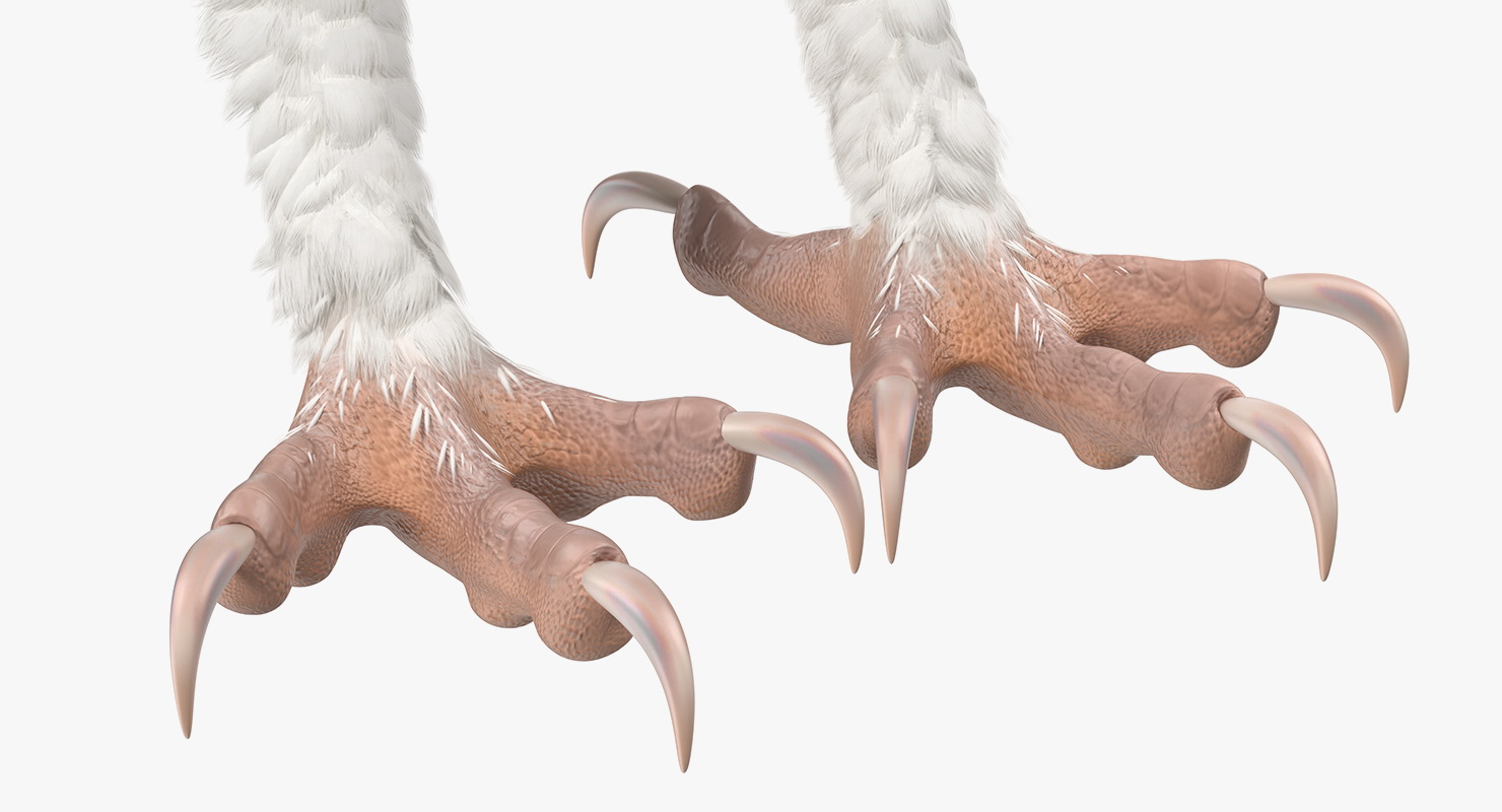 3D White Barn Owl Rigged