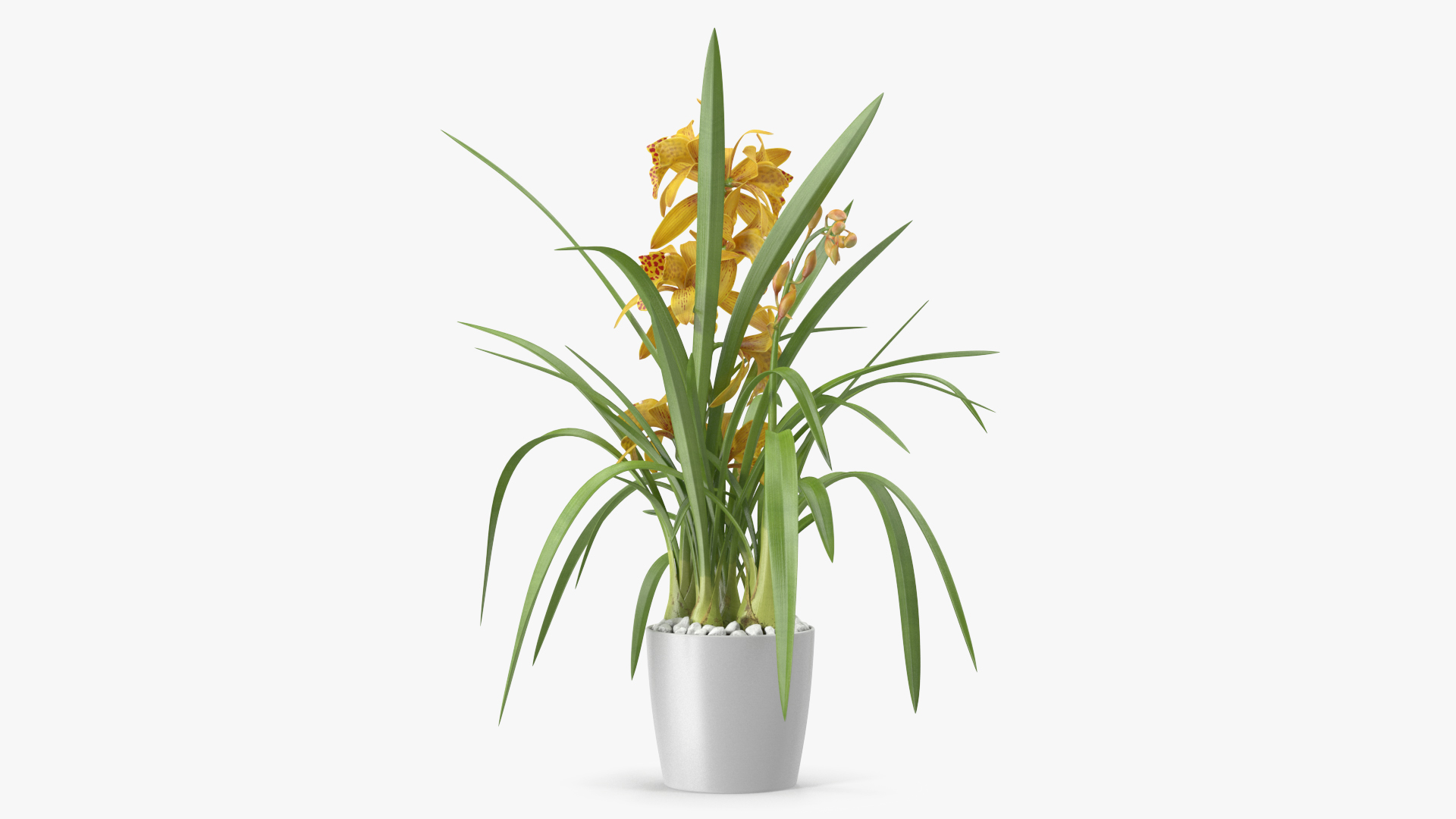 Yellow Orchid Pot 3D