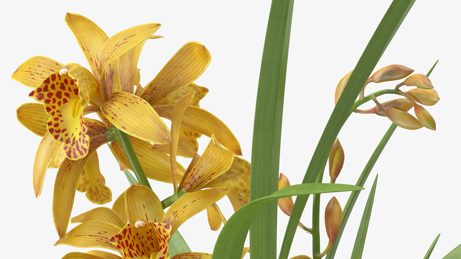 Yellow Orchid Pot 3D