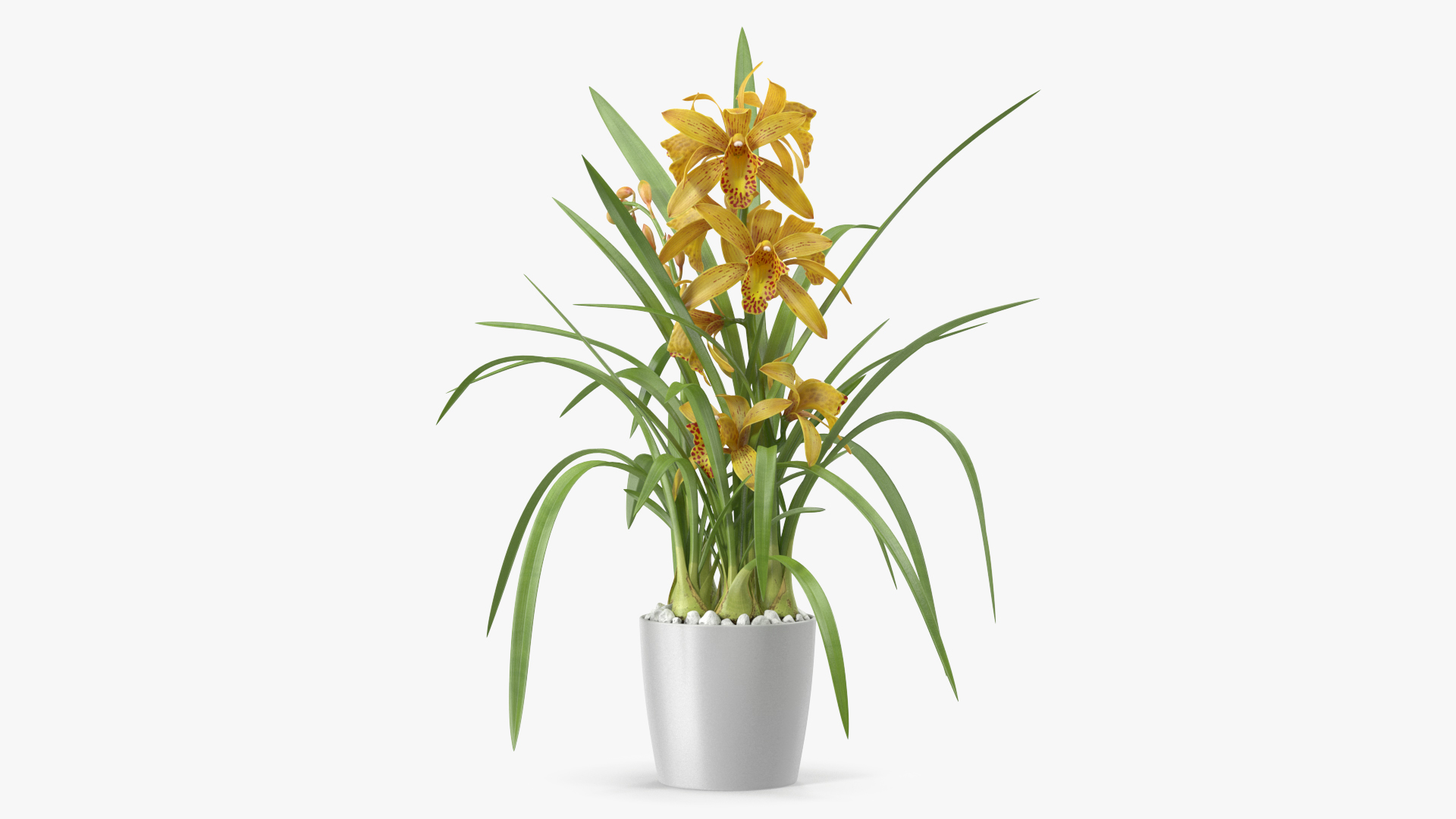 Yellow Orchid Pot 3D