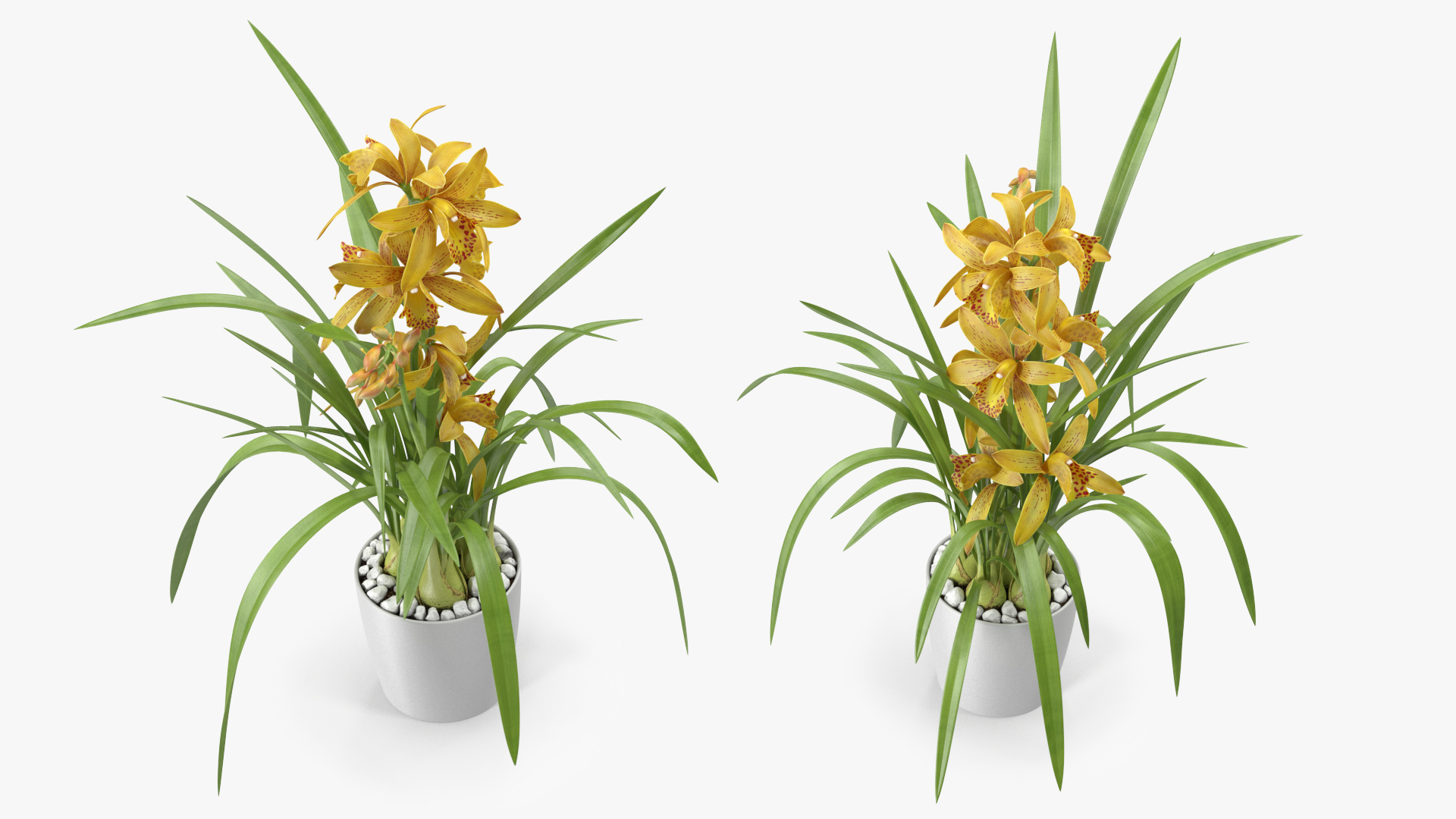 Yellow Orchid Pot 3D