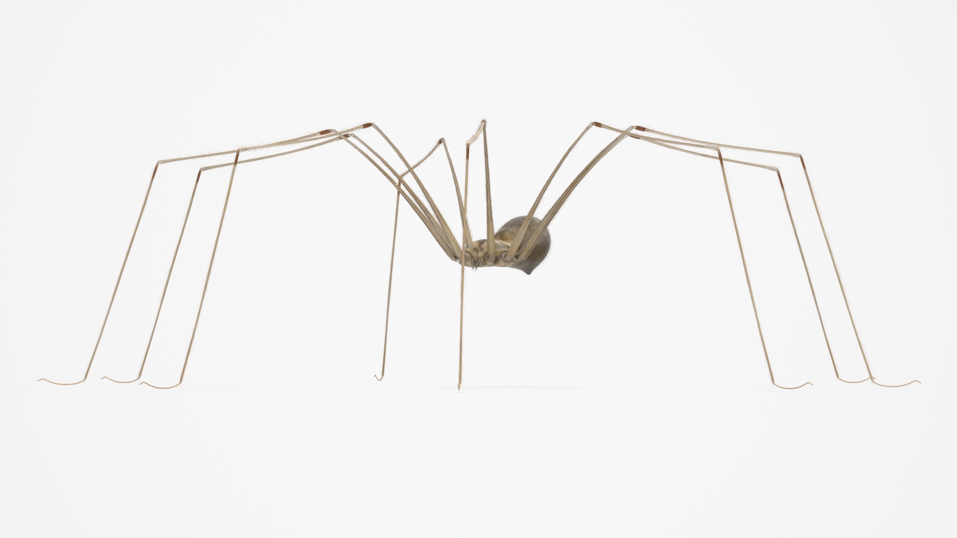 3D Pholcidae Fur model