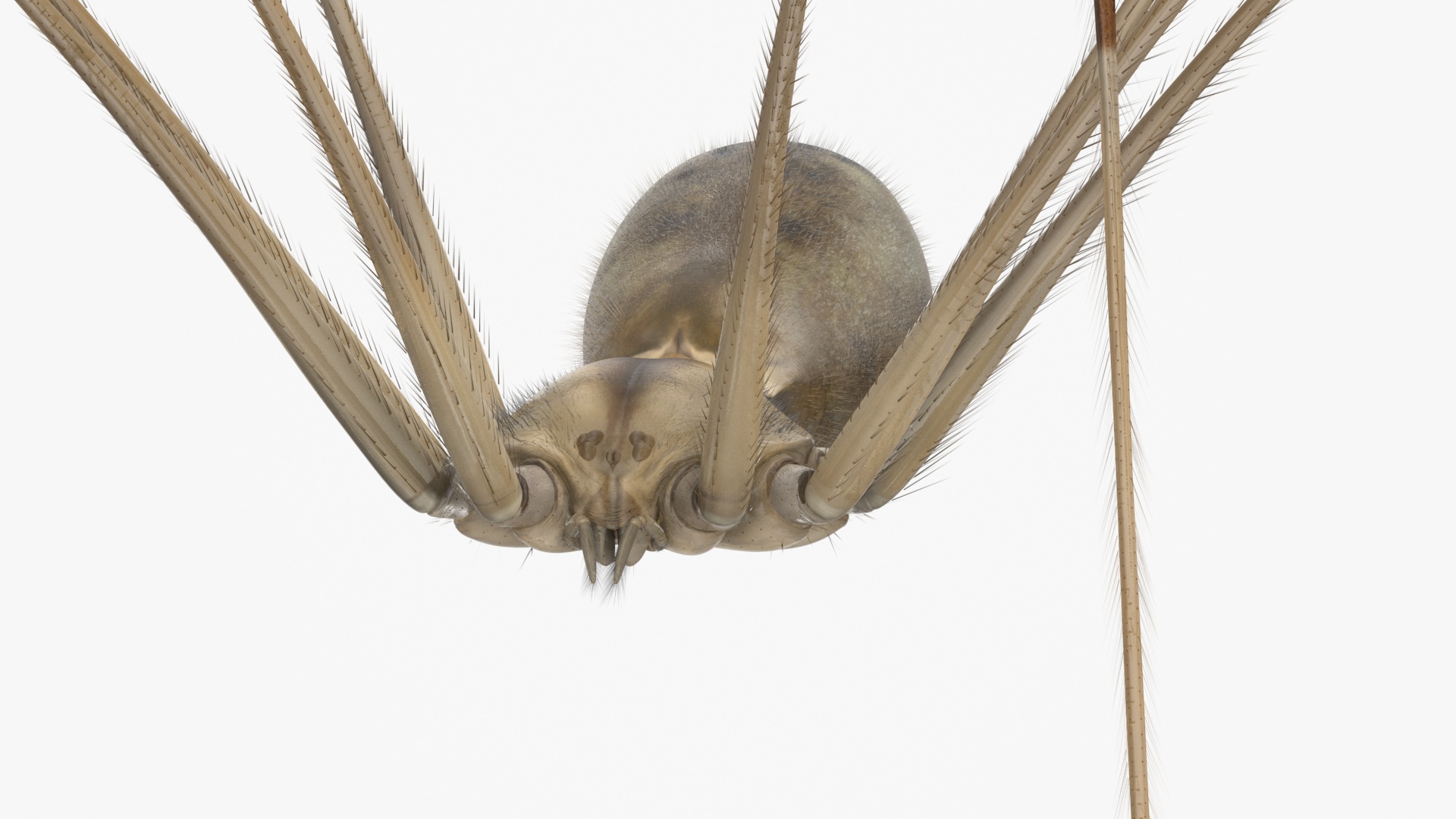 3D Pholcidae Fur model
