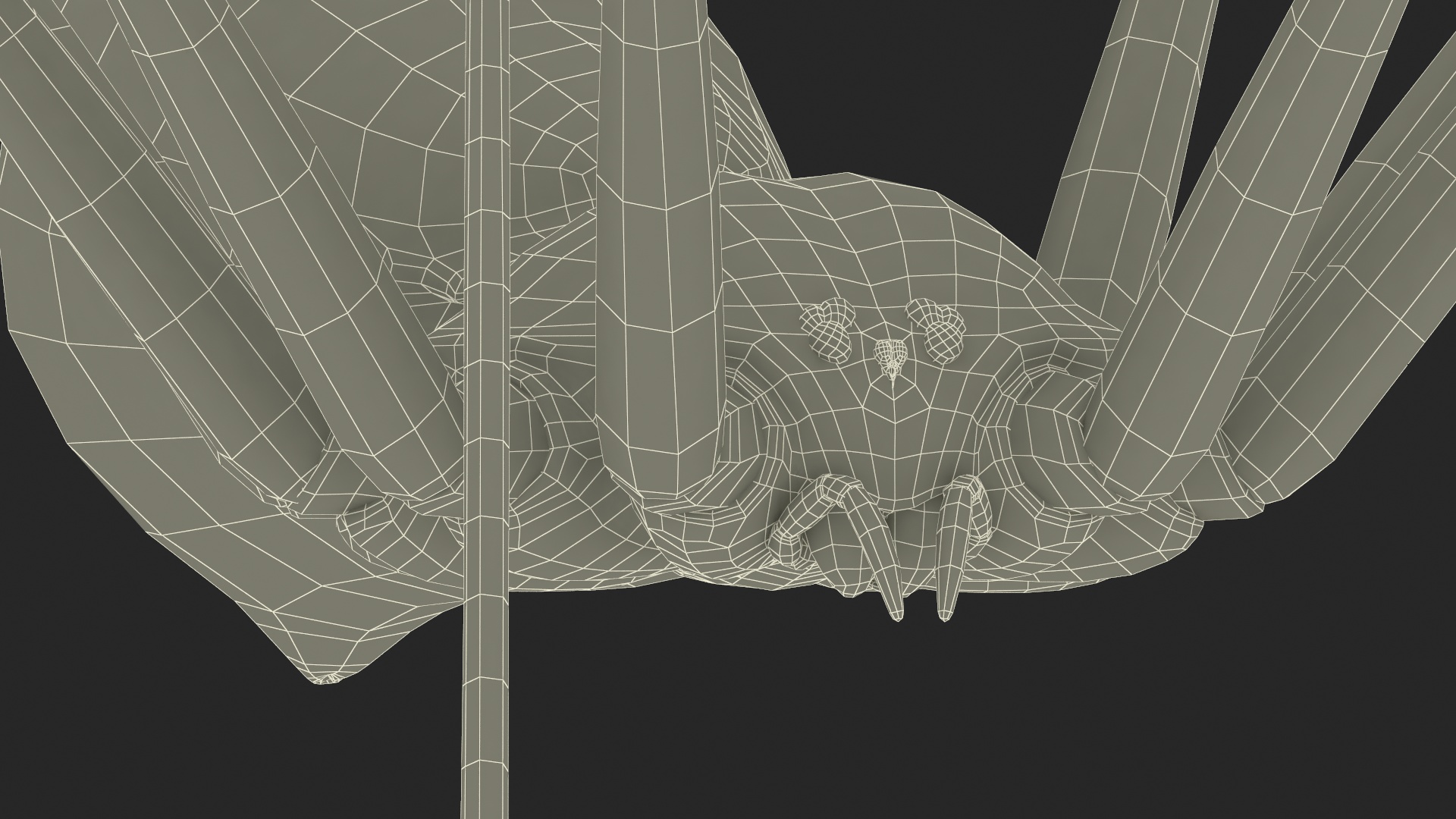 3D Pholcidae Fur model