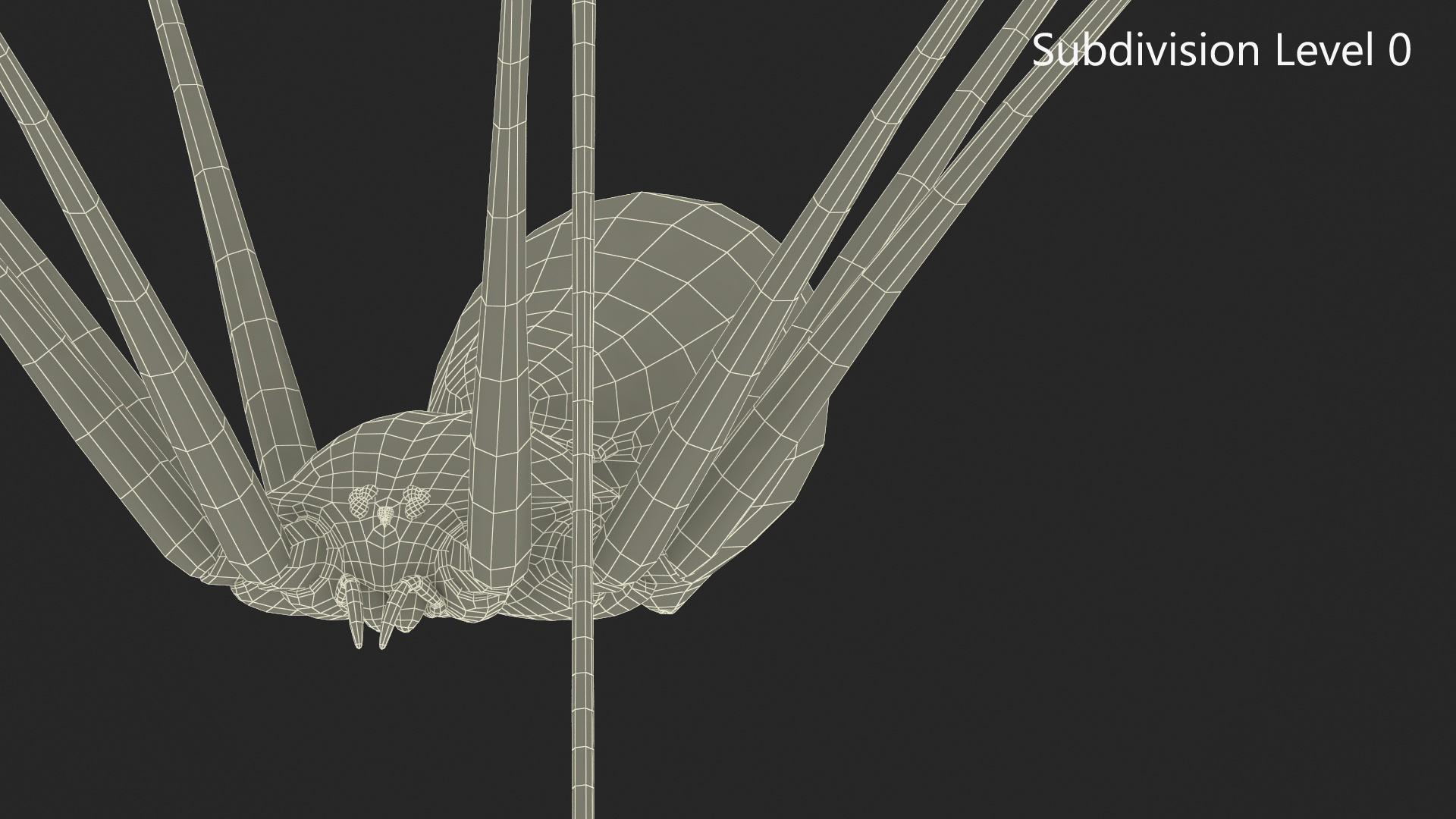 3D Pholcidae Fur model