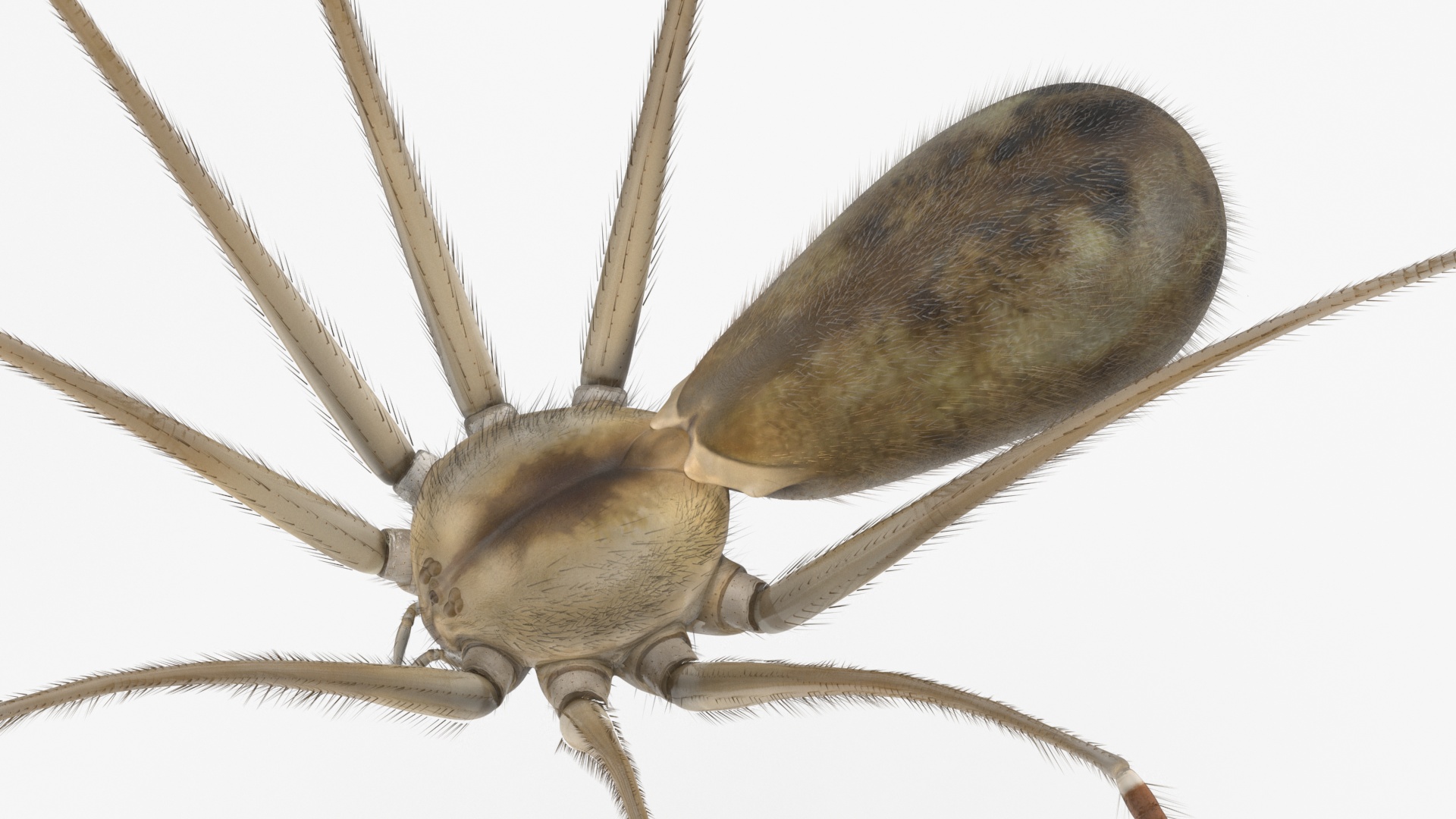 3D Pholcidae Fur model