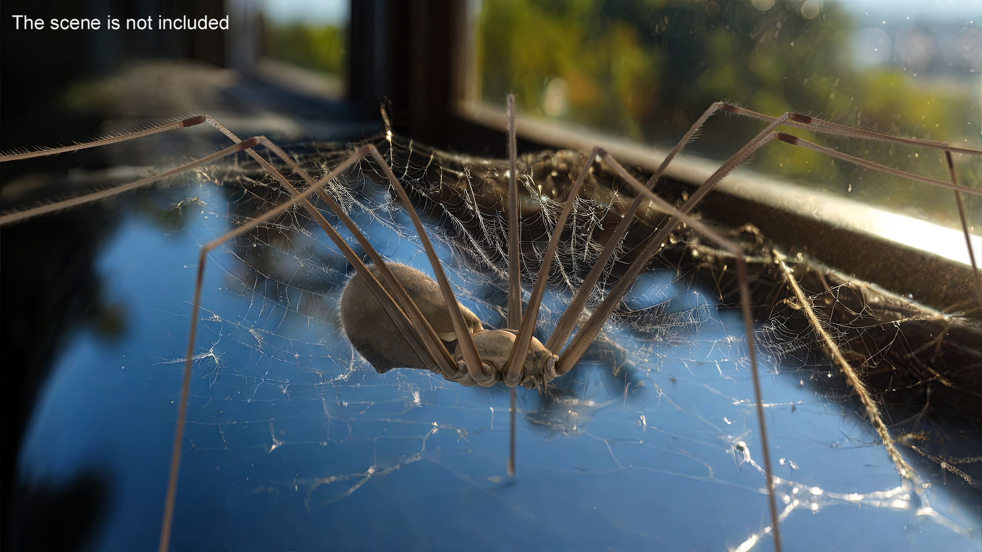 3D Pholcidae Fur model