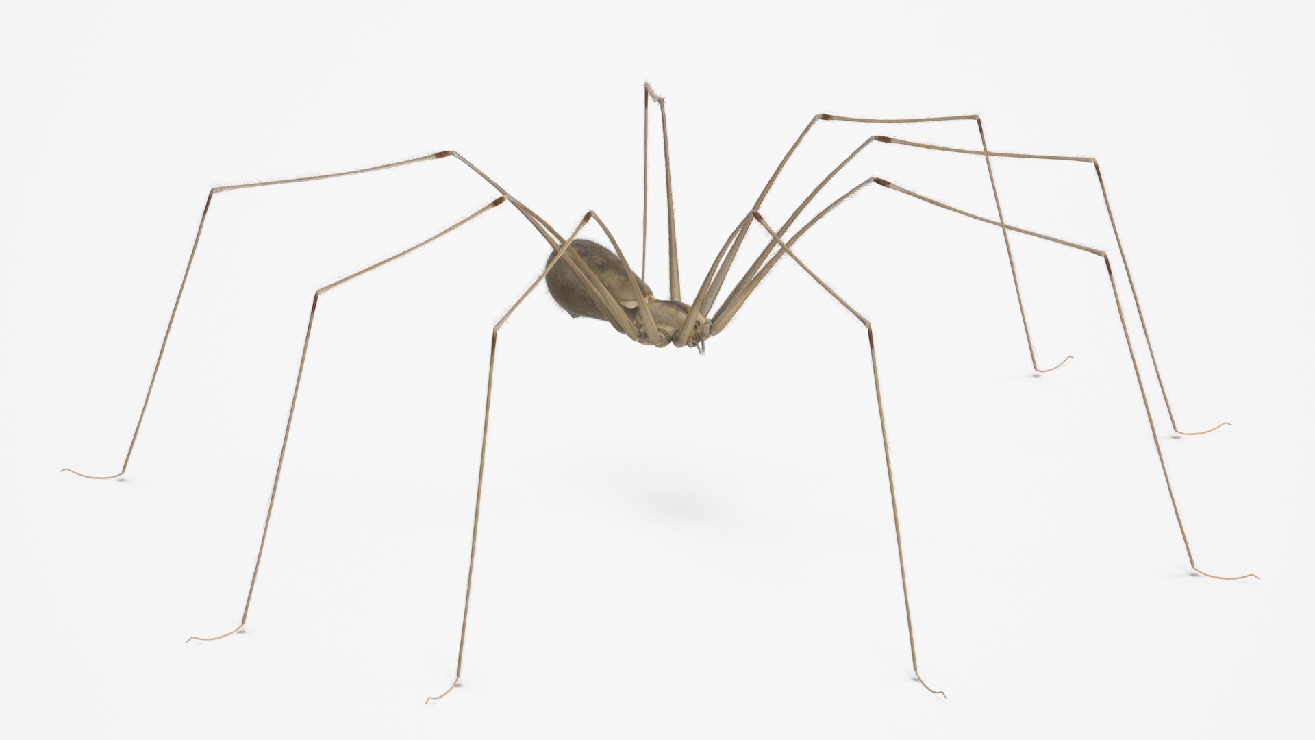 3D Pholcidae Fur model