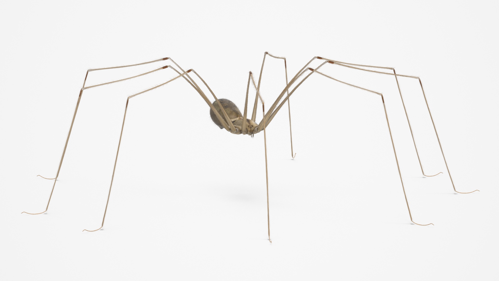3D Pholcidae Fur model