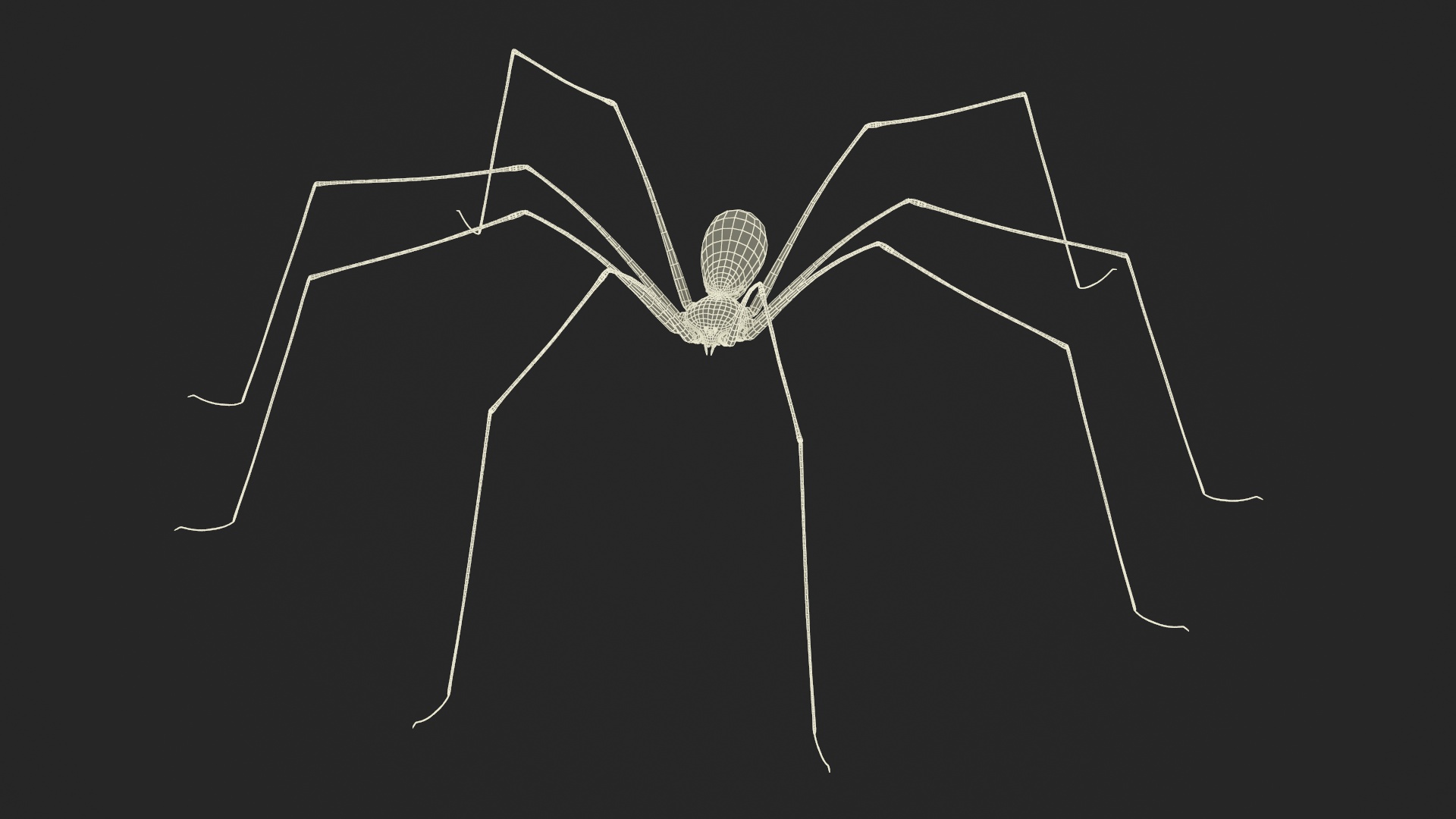 3D Pholcidae Fur model