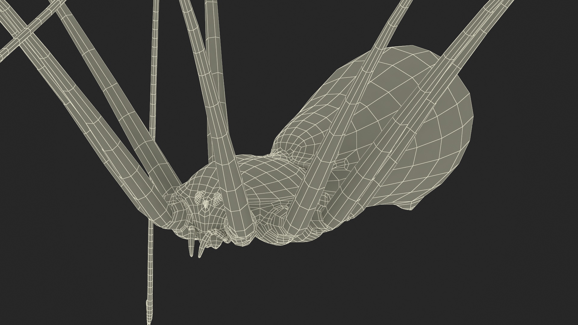 3D Pholcidae Fur model