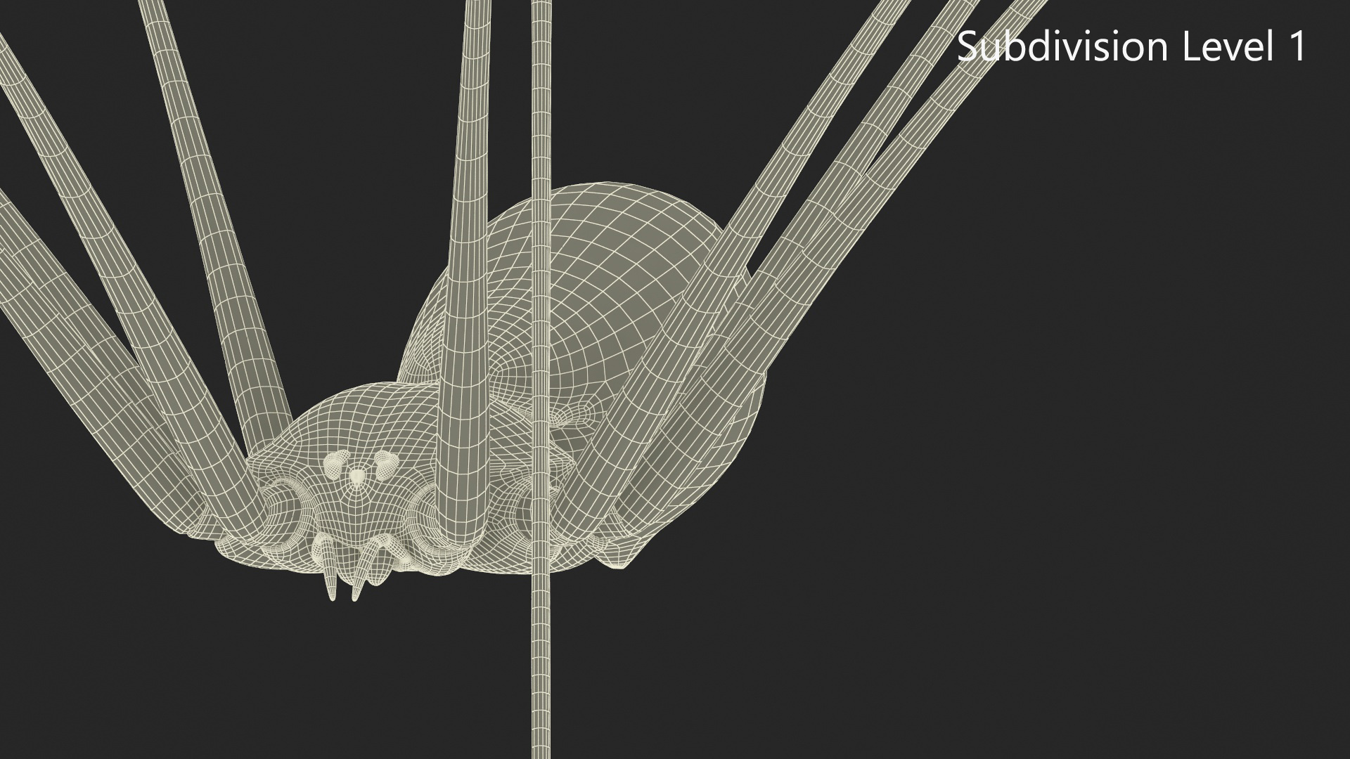 3D Pholcidae Fur model