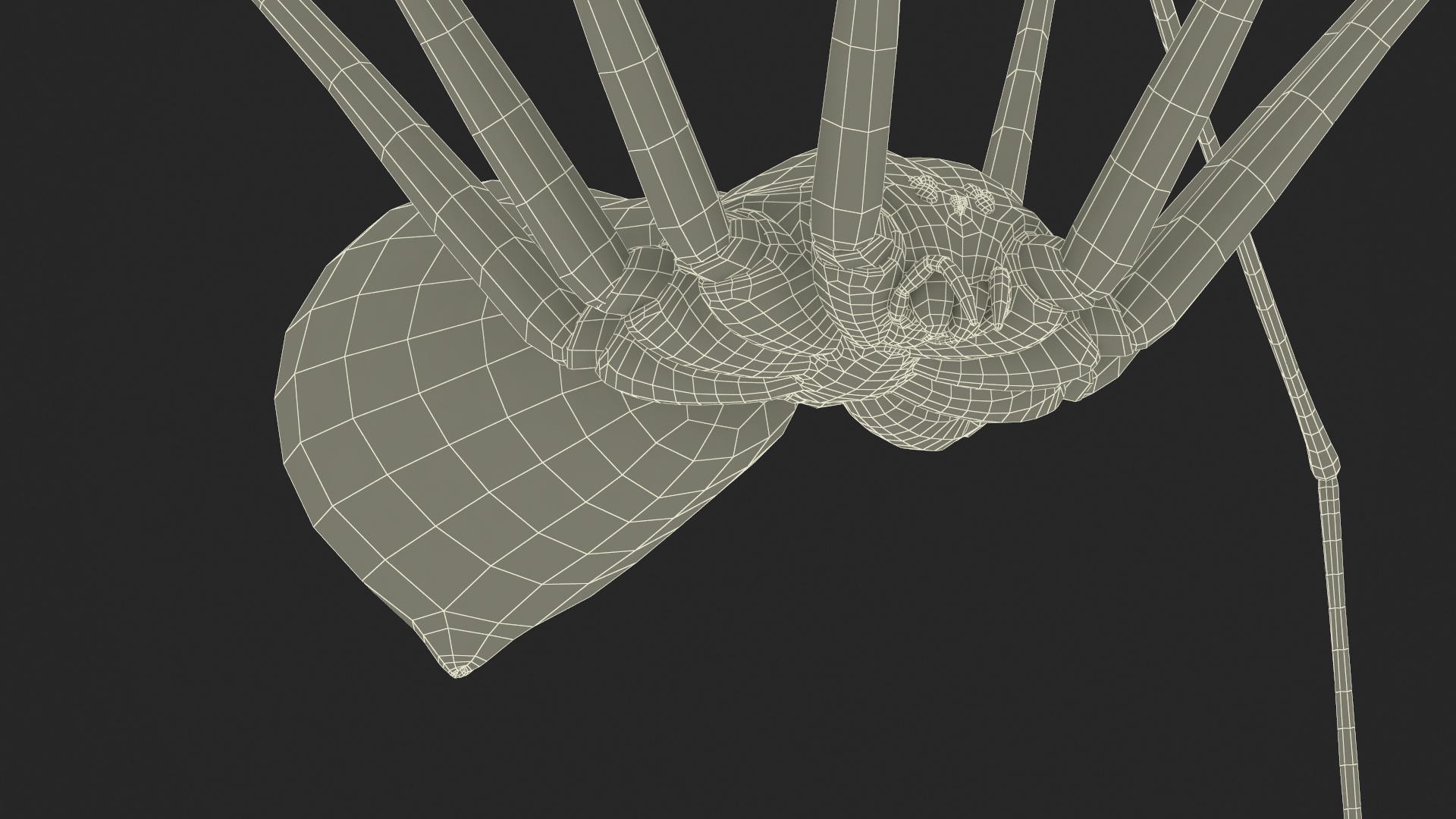 3D Pholcidae Fur model