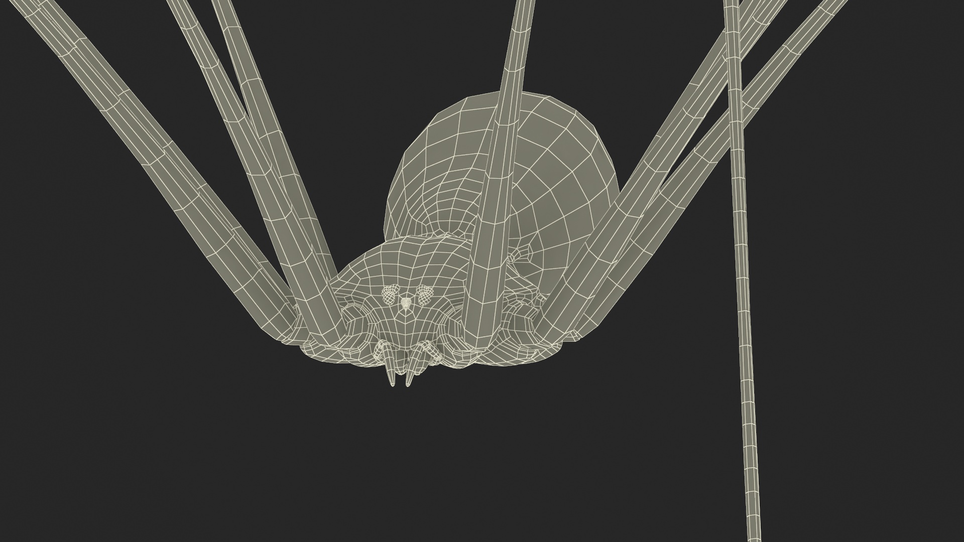 3D Pholcidae Fur model