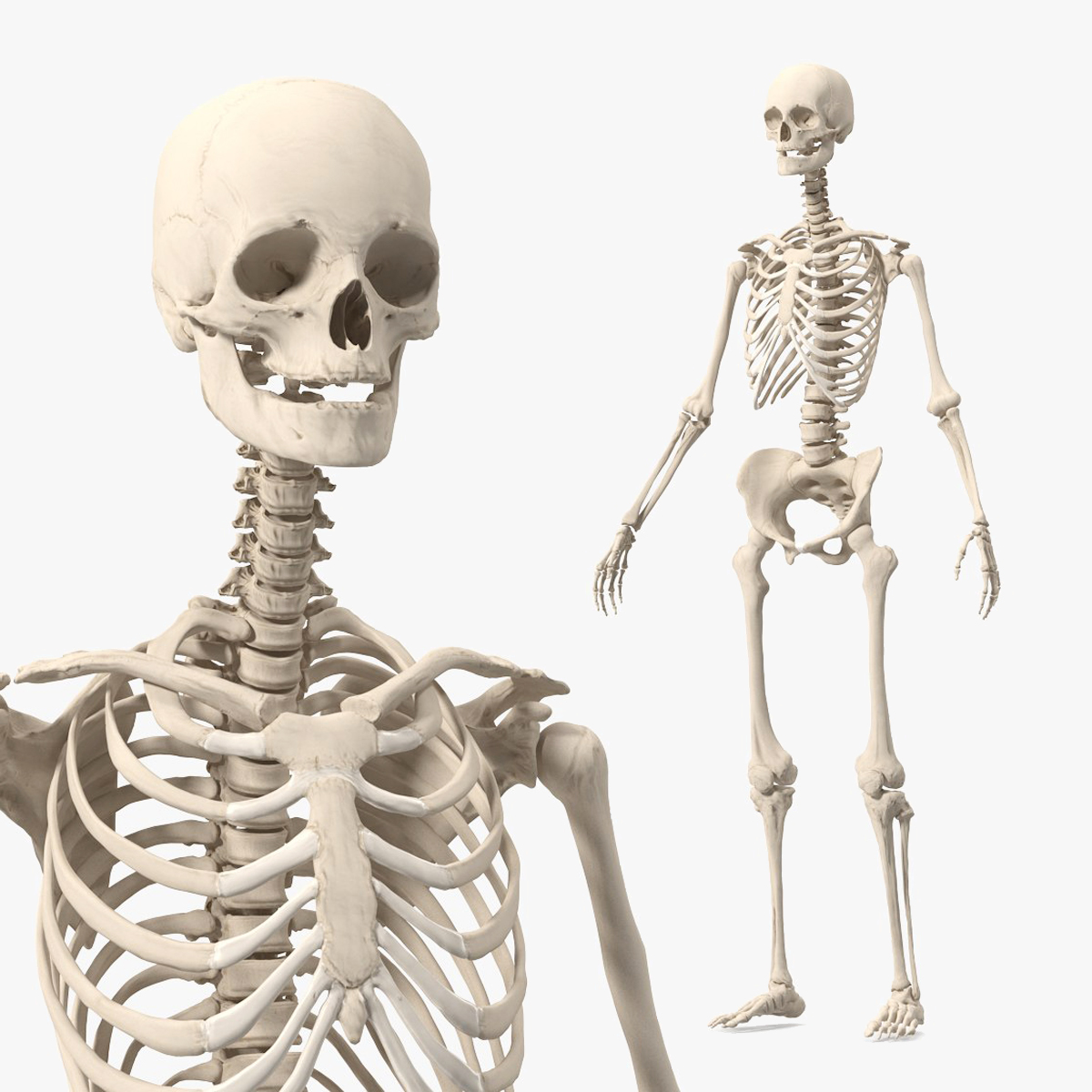 Female Anatomical Skeleton 3D model preview