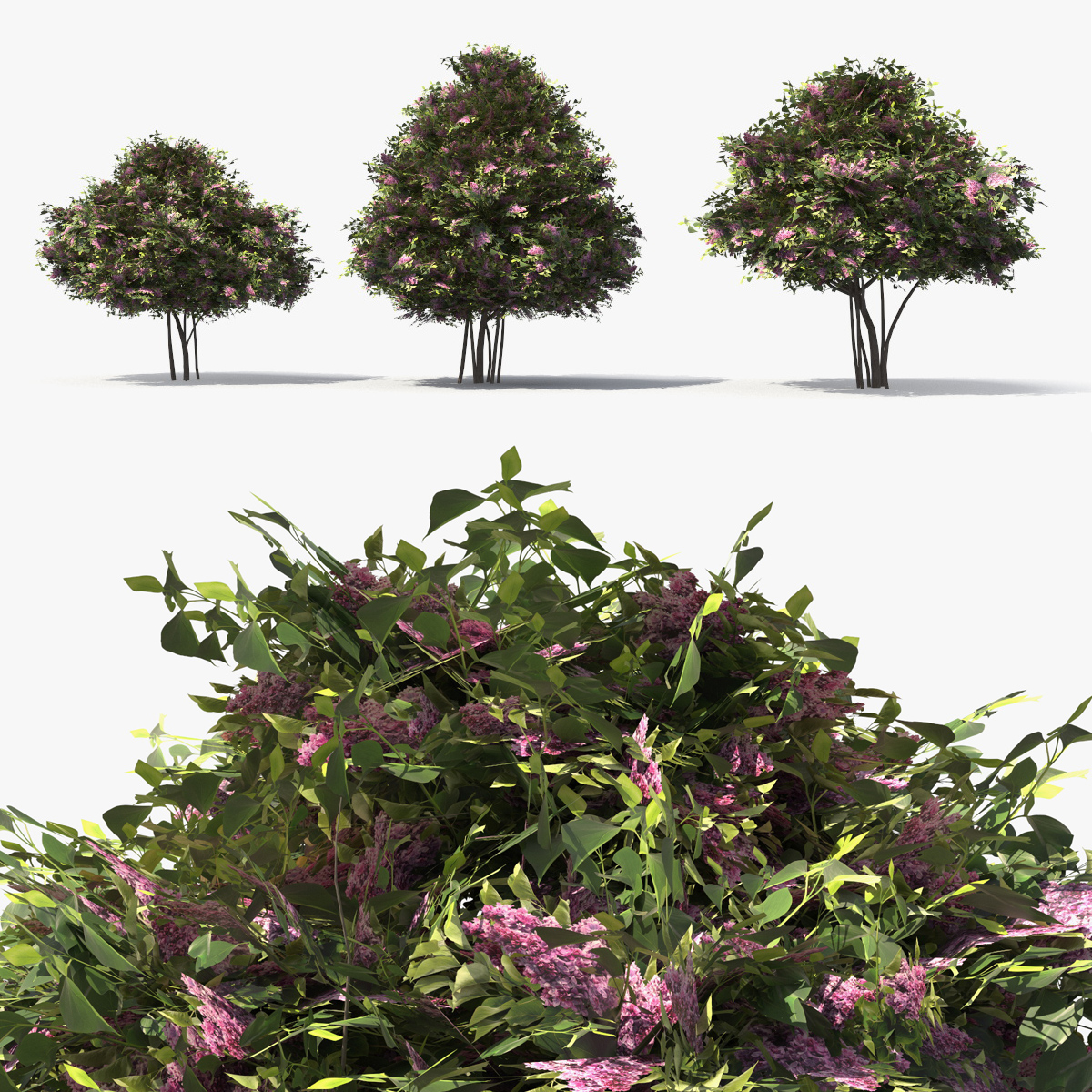 Low Poly Lilac Bushes Set Pink