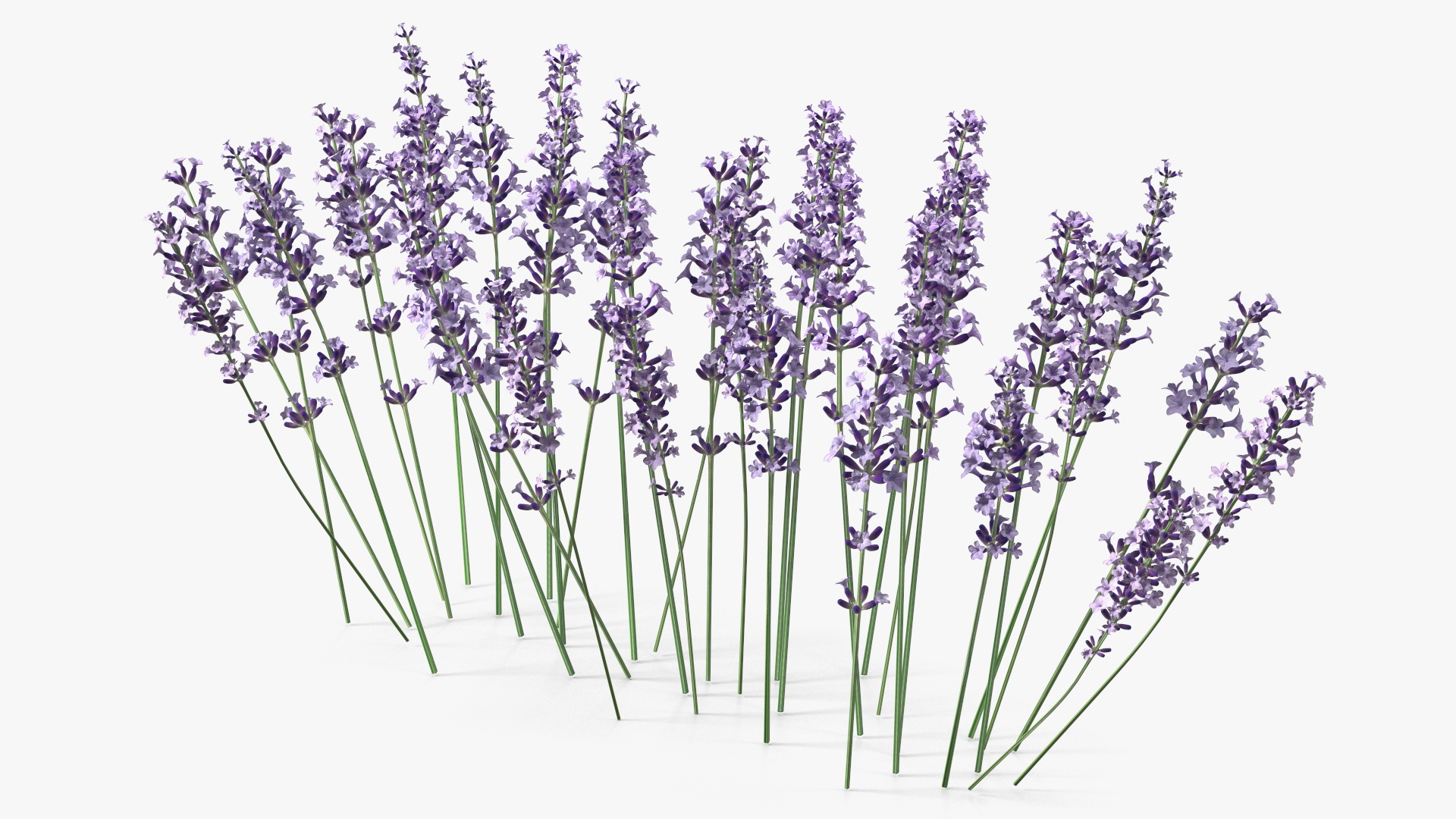 3D Cluster of Lavender Flower