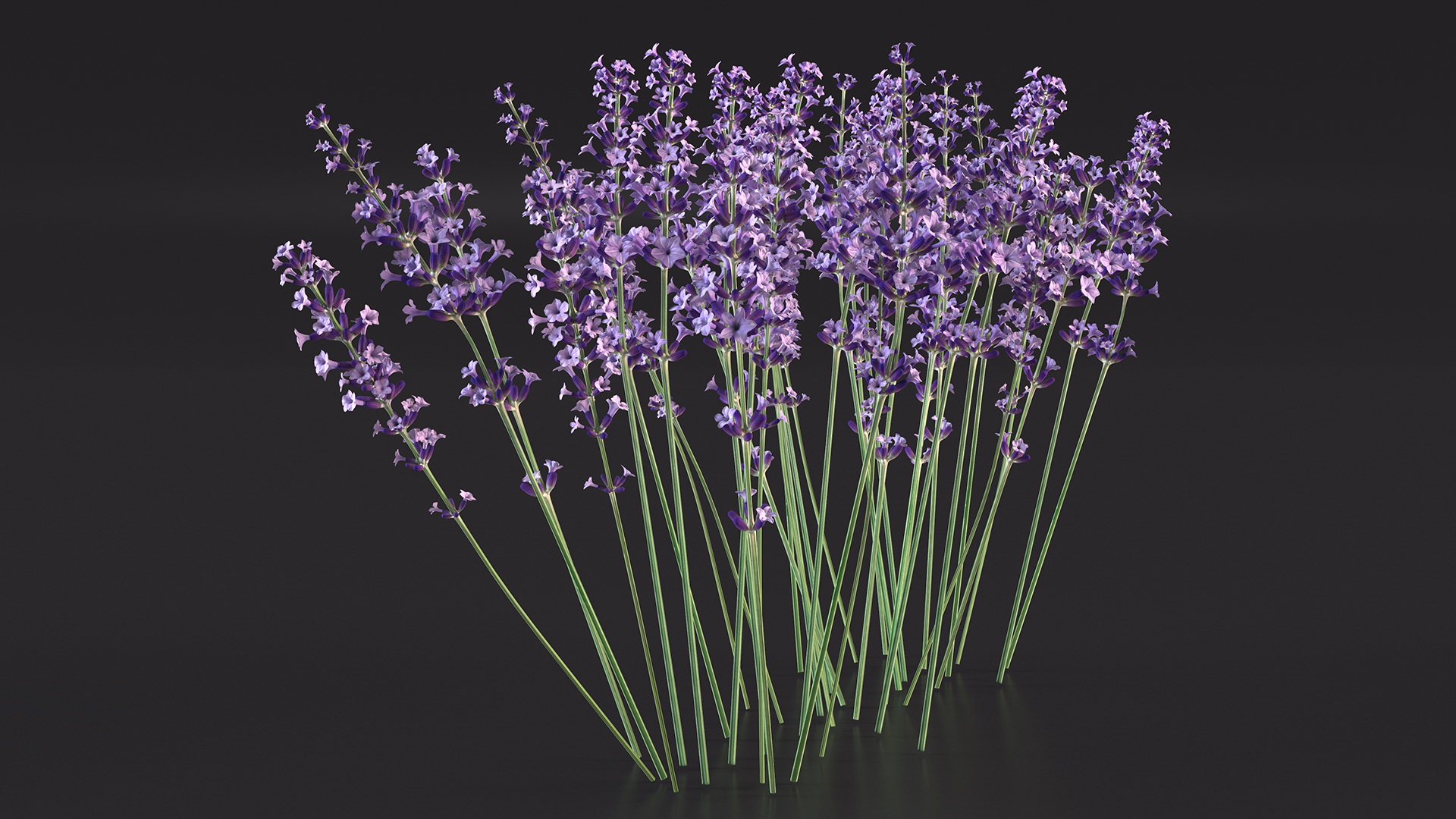 3D Cluster of Lavender Flower
