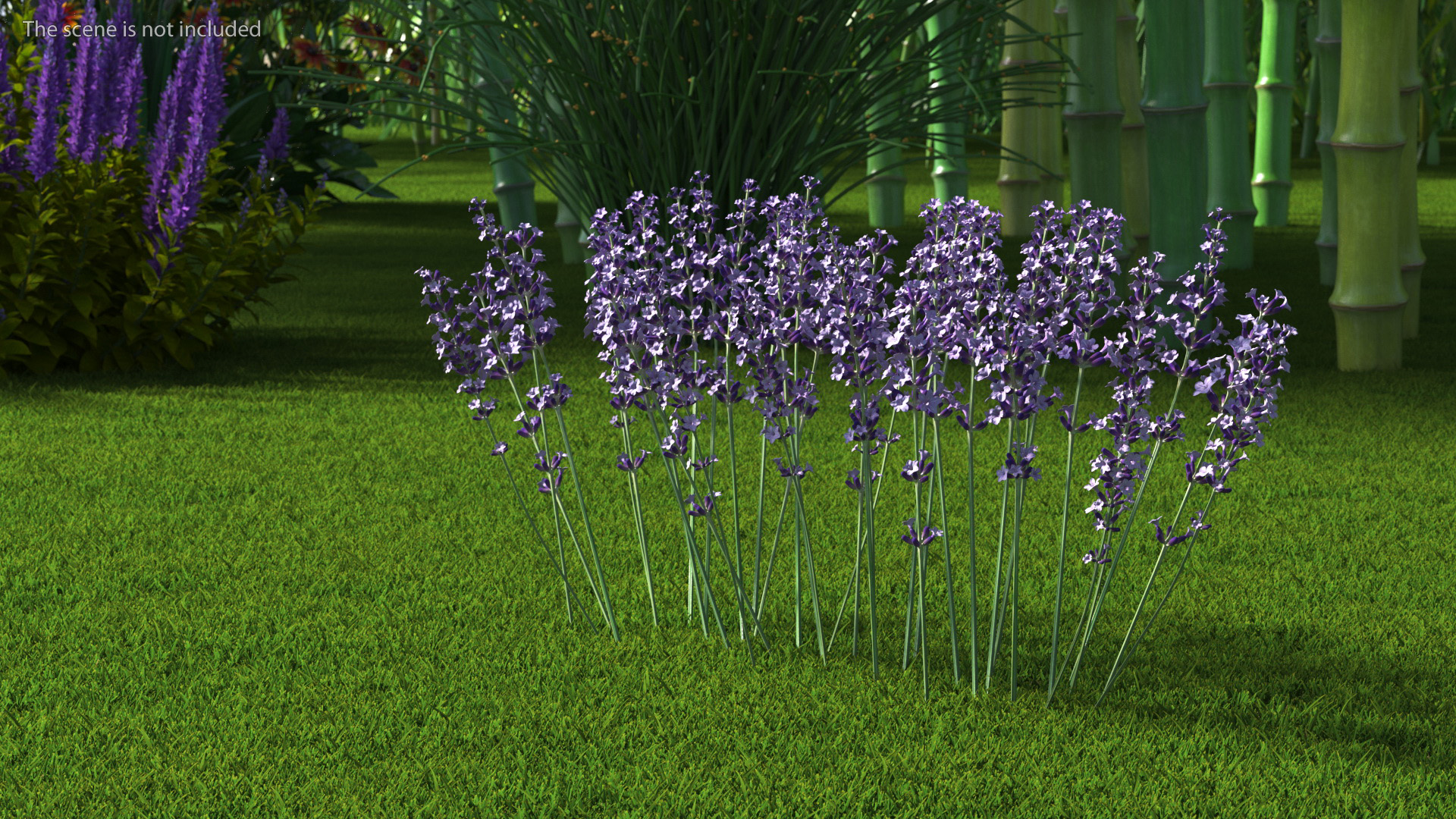 3D Cluster of Lavender Flower