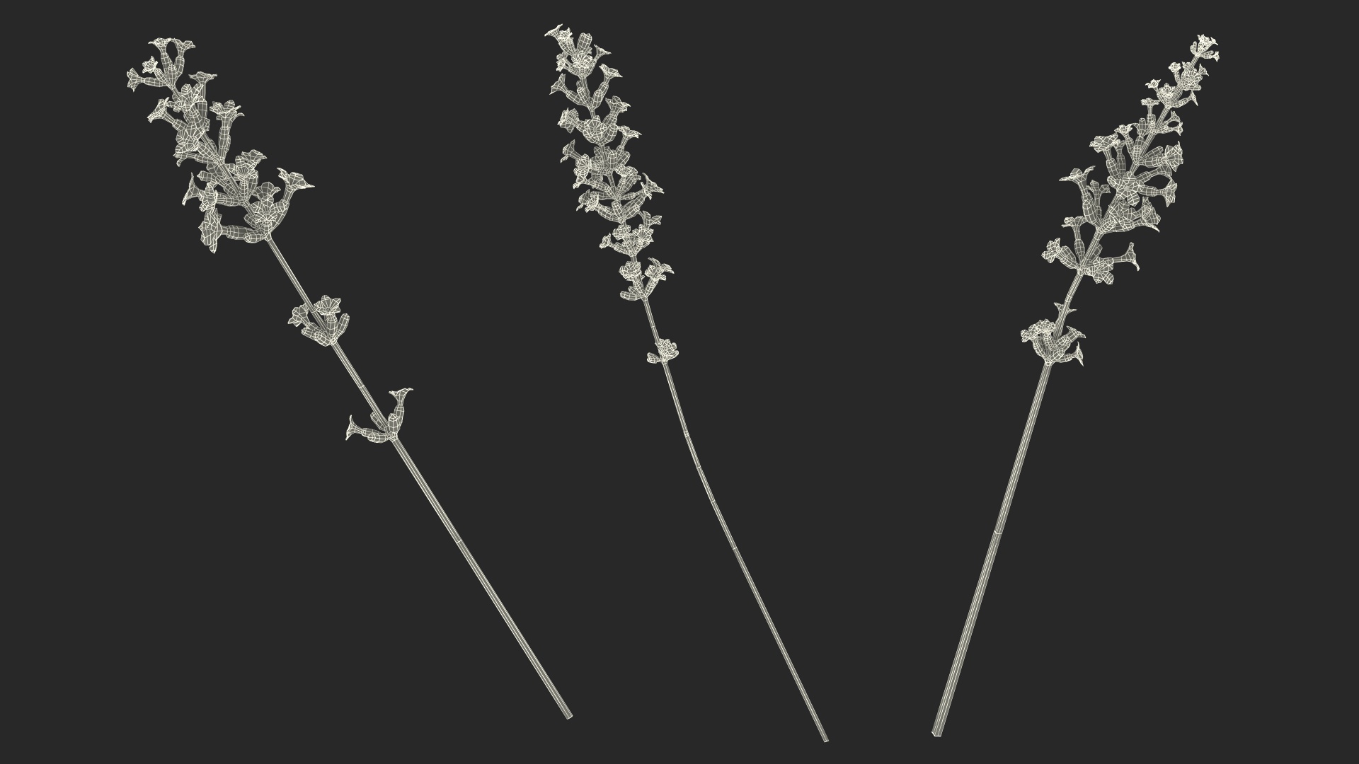 3D Cluster of Lavender Flower