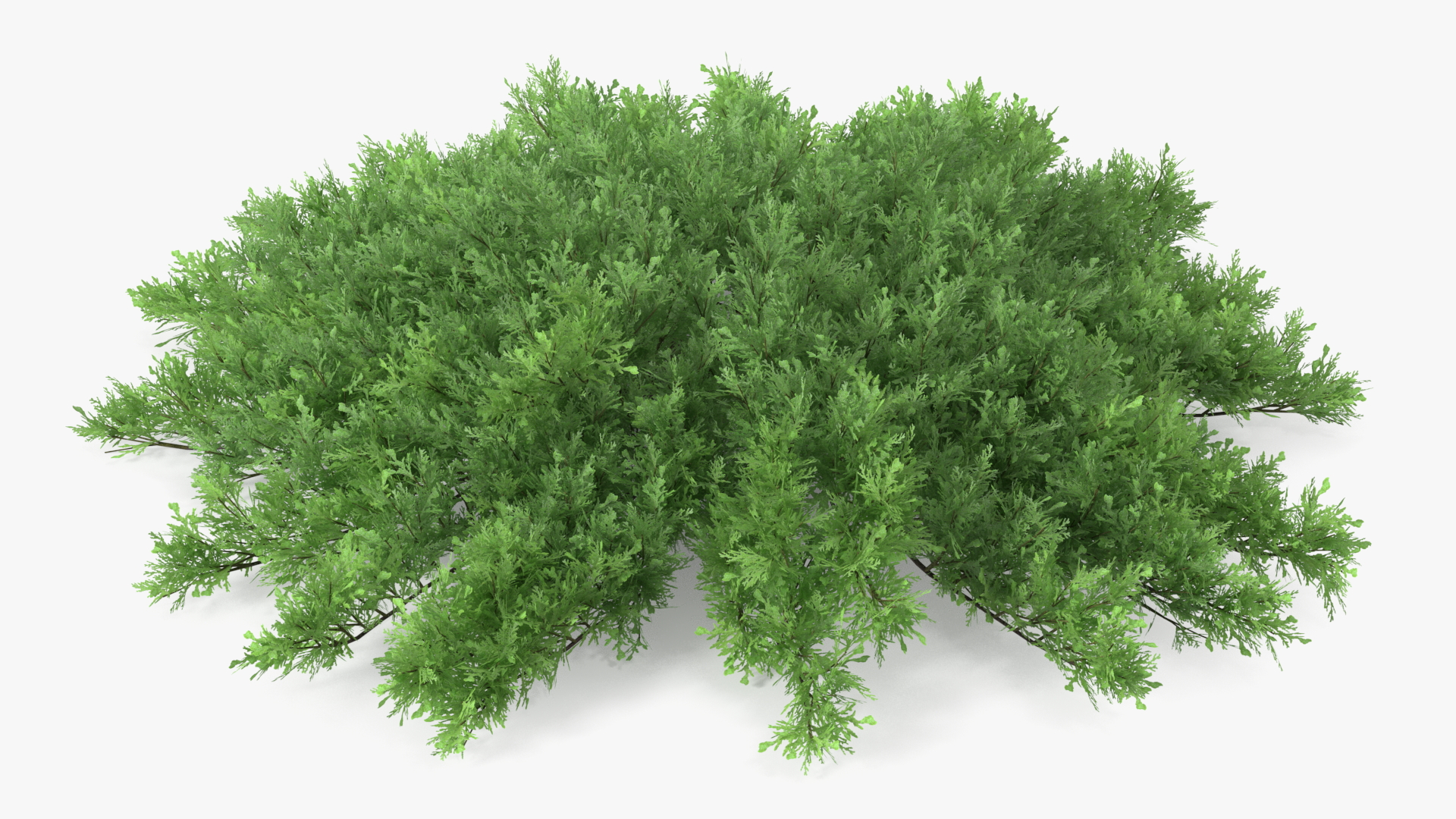 Juniperus Sabina Green 3D