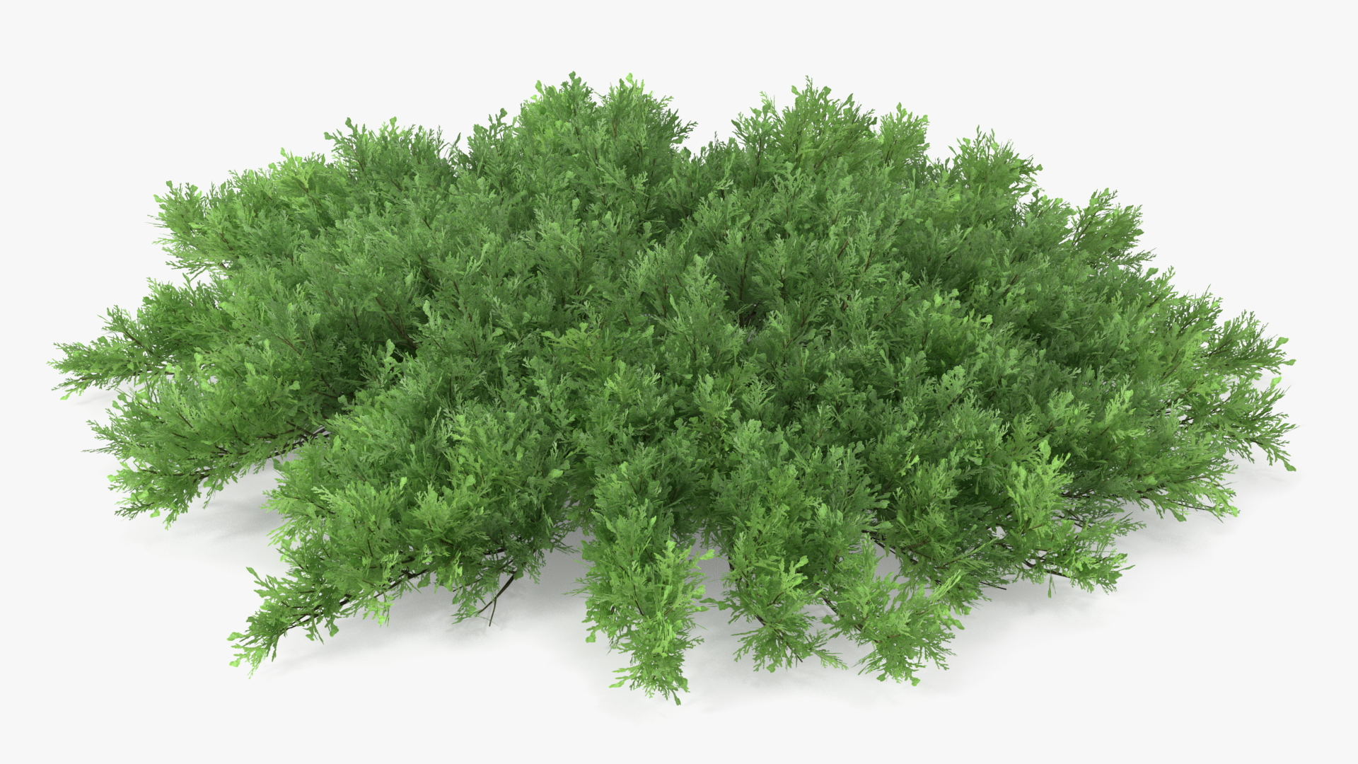 Juniperus Sabina Green 3D