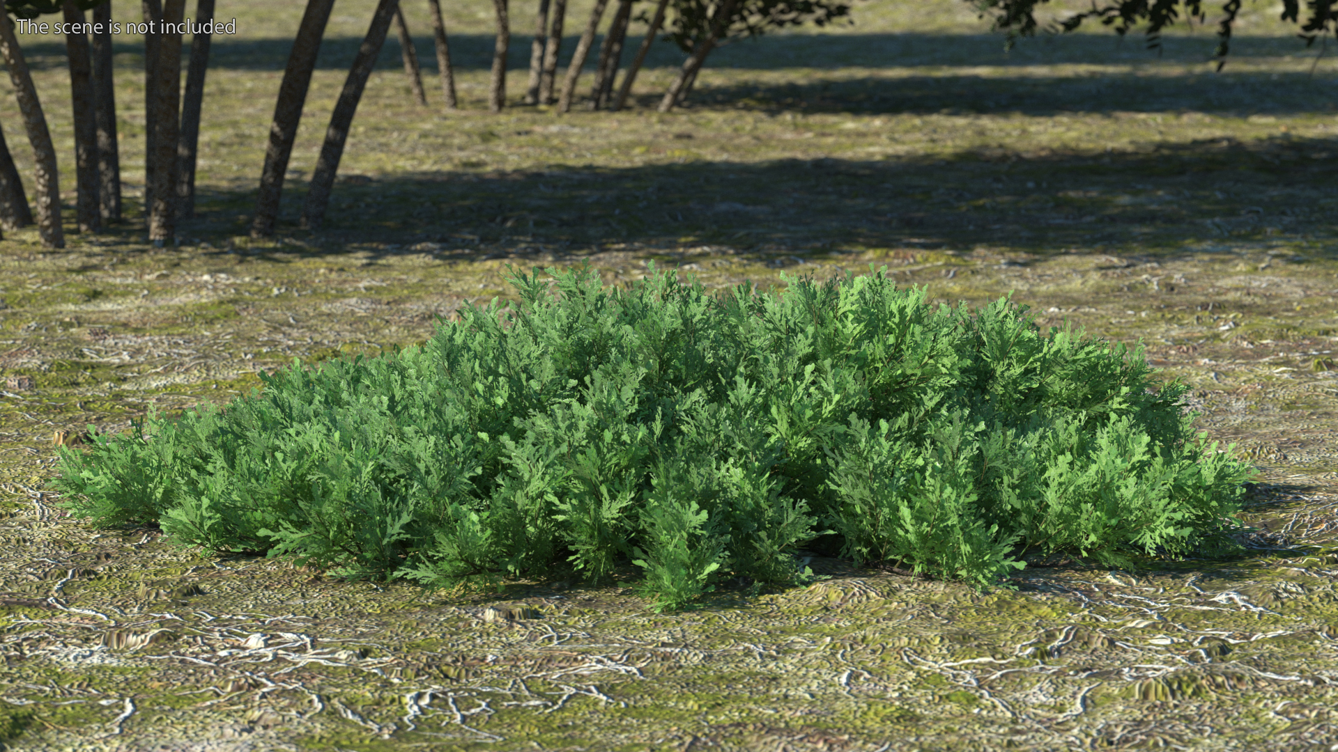 Juniperus Sabina Green 3D