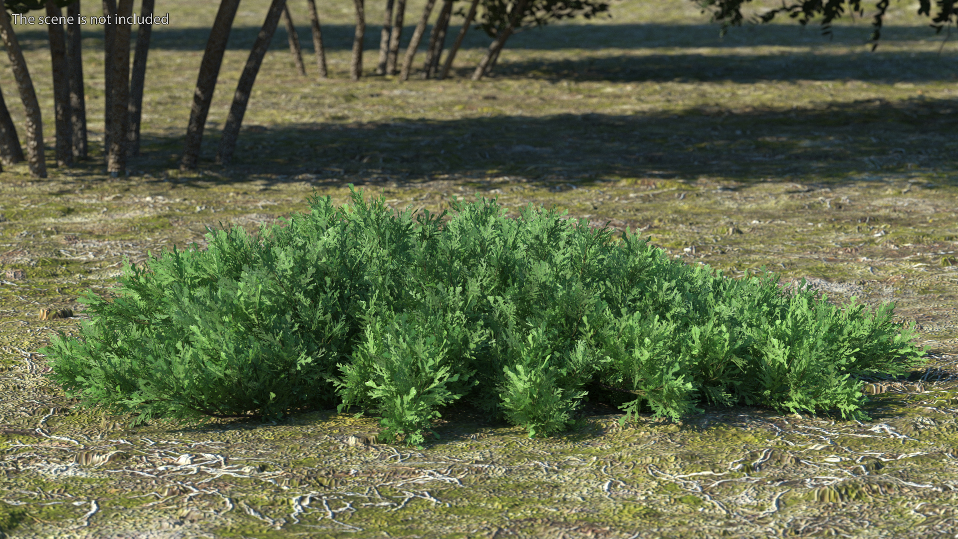 Juniperus Sabina Green 3D