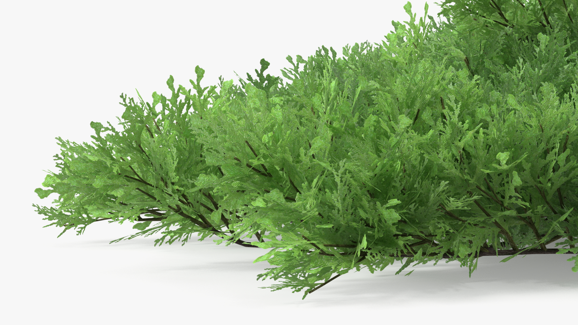 Juniperus Sabina Green 3D