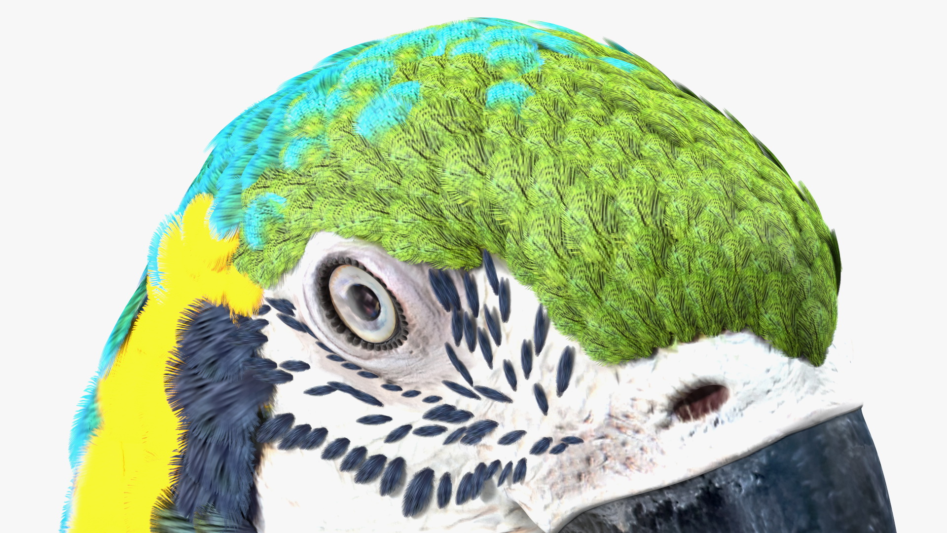 3D Blue and Yellow Macaw Parrot Head model