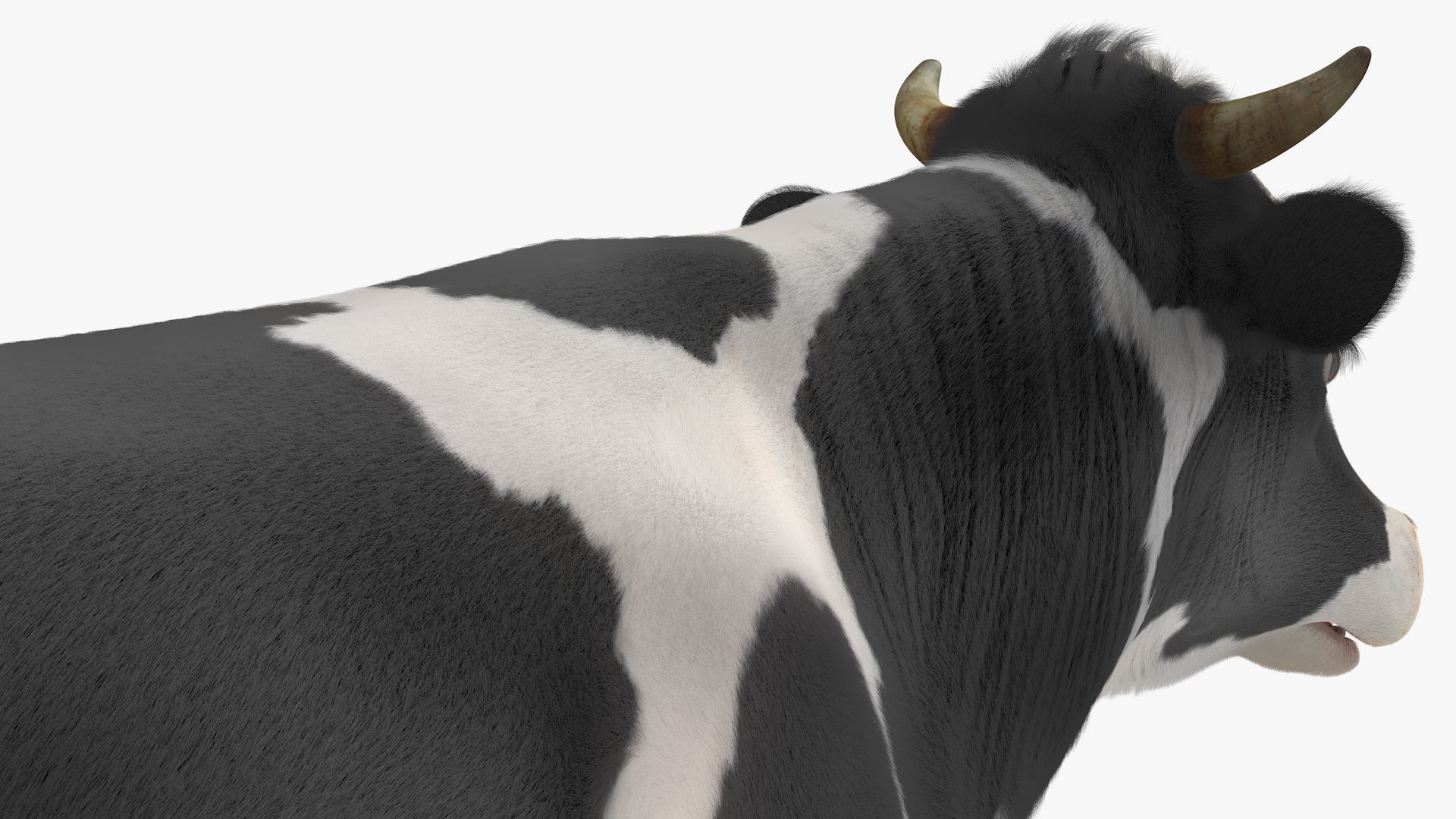 3D Dairy Cow with Milking Machine Rigged Fur