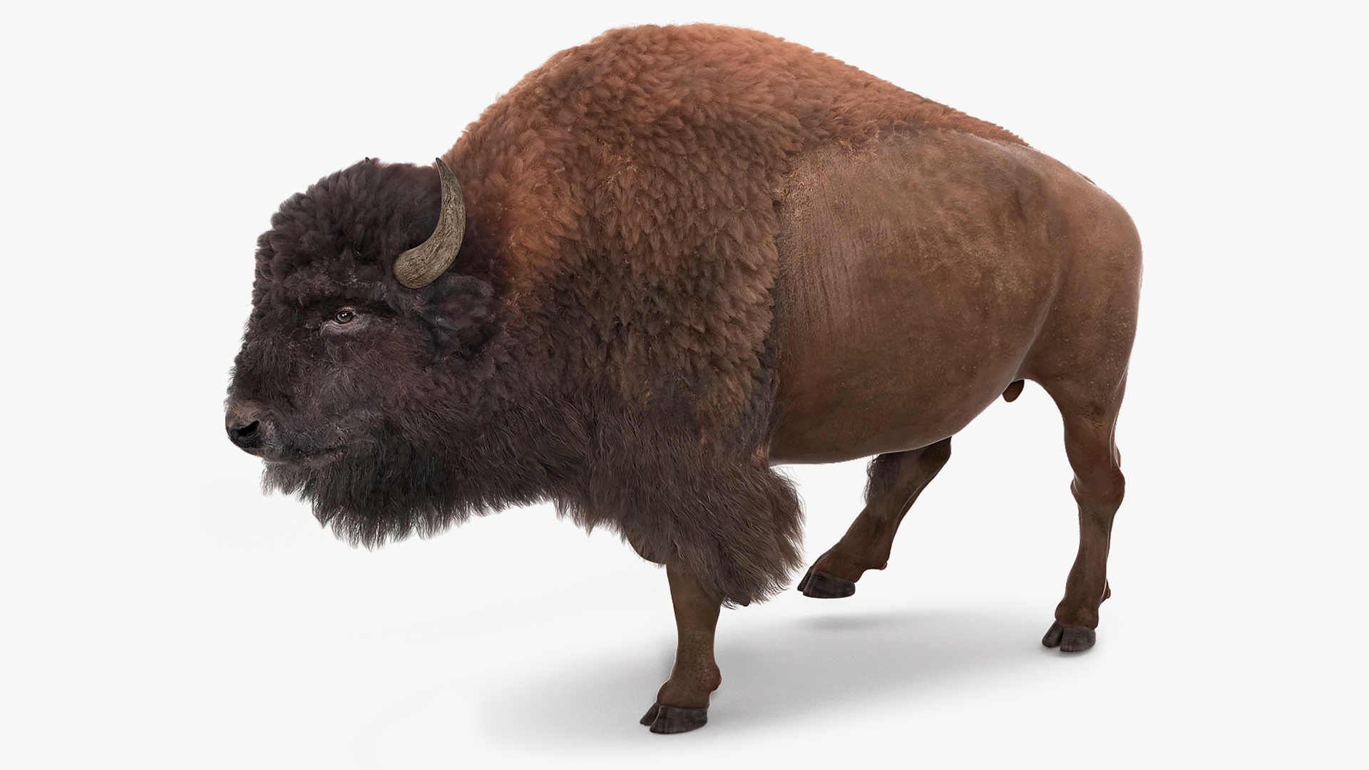 3D Walking American Bison with Fur