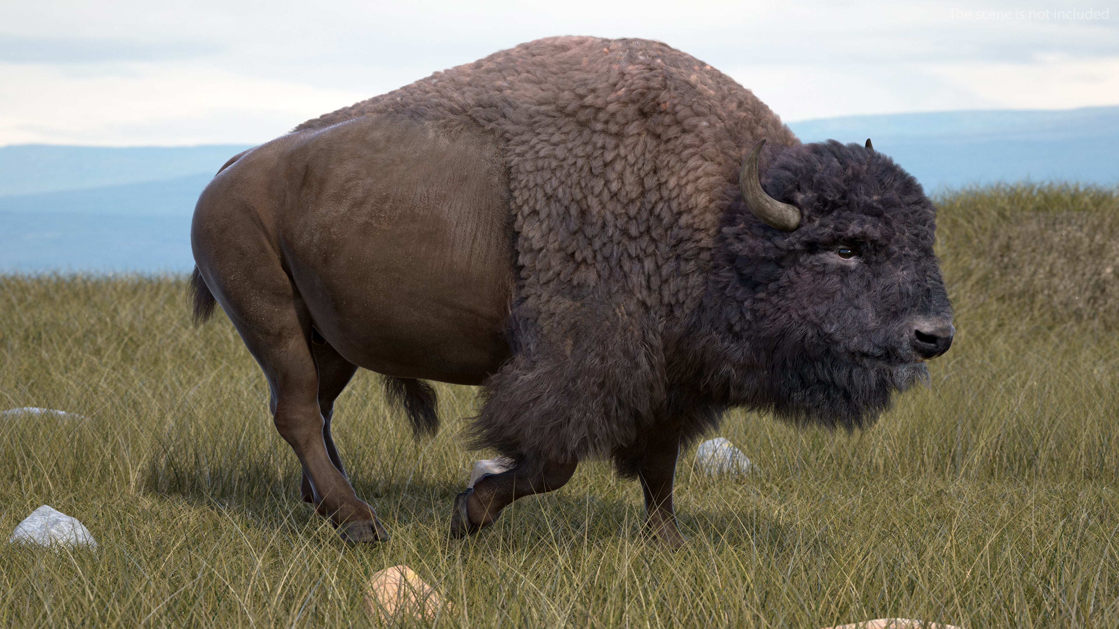 3D Walking American Bison with Fur