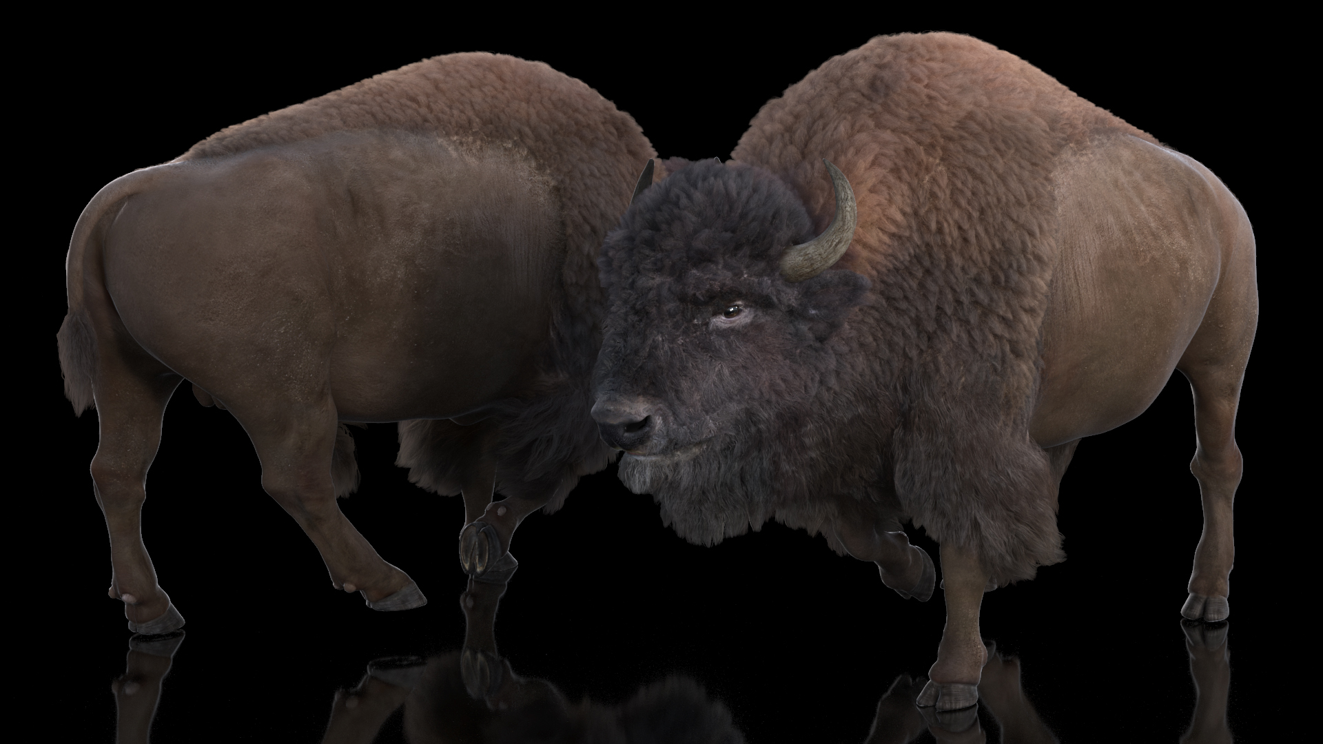 3D Walking American Bison with Fur