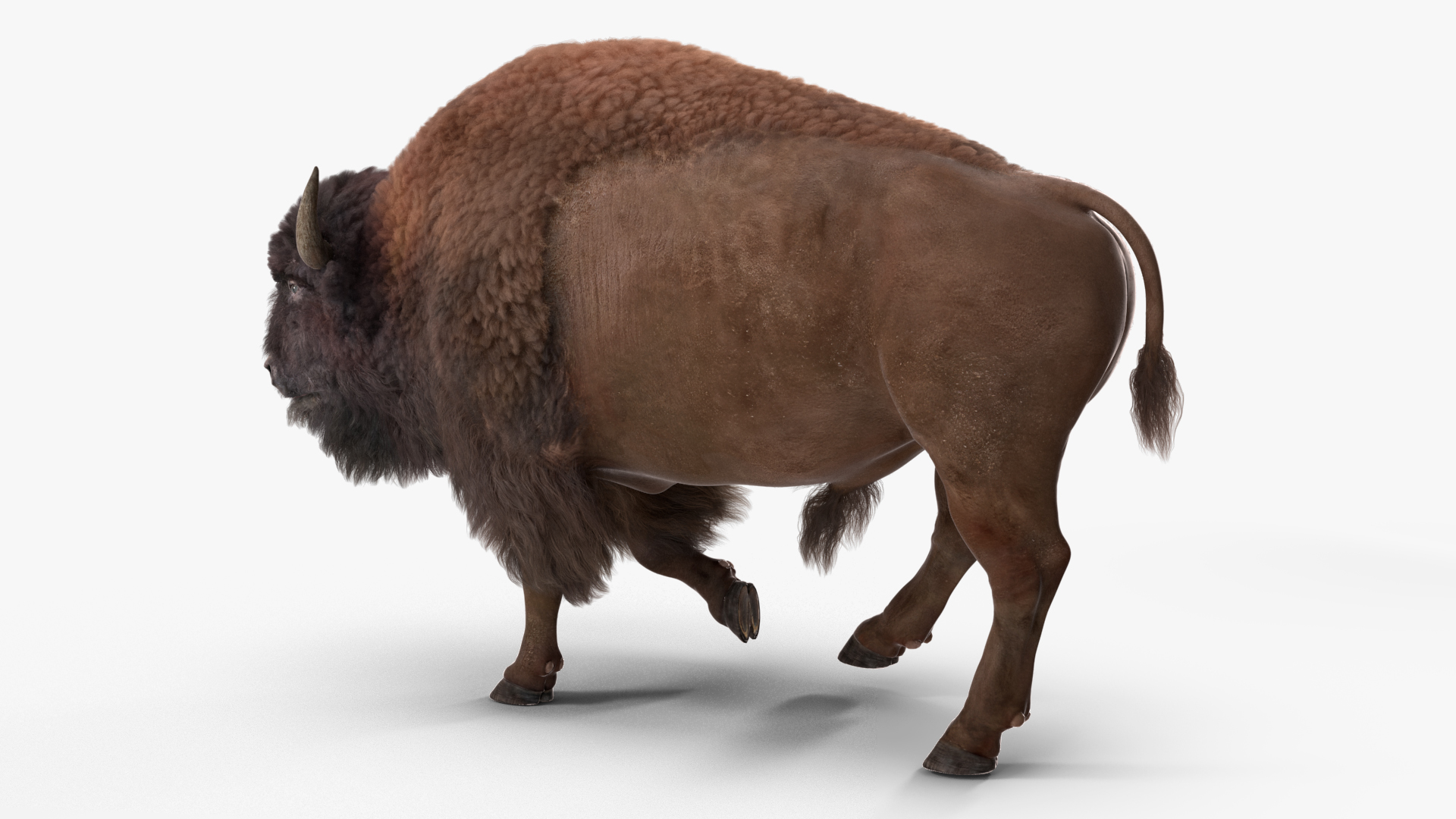 3D Walking American Bison with Fur